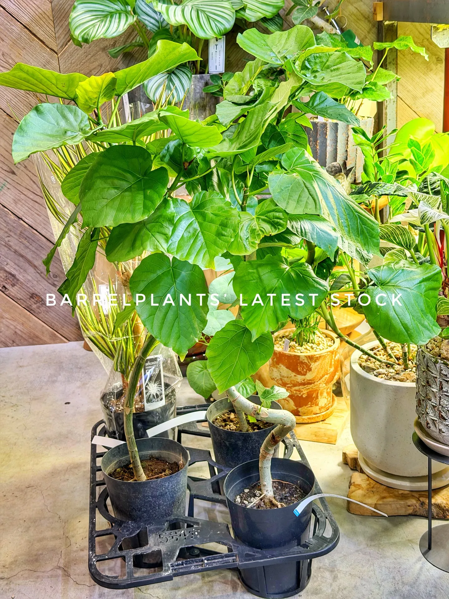 Today’s Fresh Finds — barrelpl...