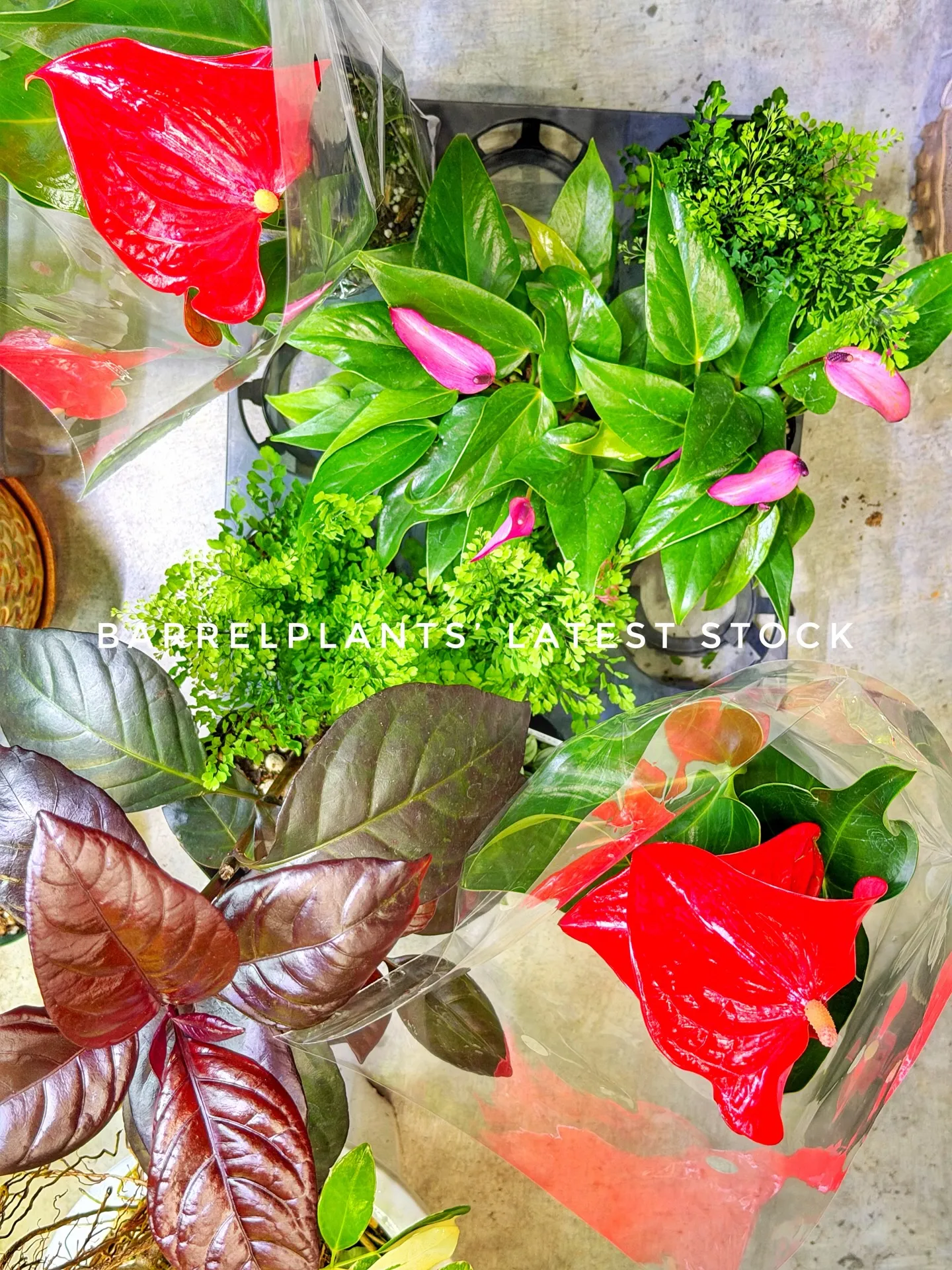 Today’s Fresh Finds — barrelpl...