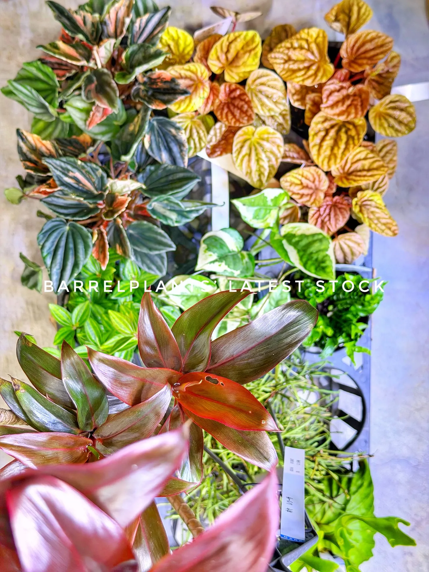 Today’s Fresh Finds — barrelpl...