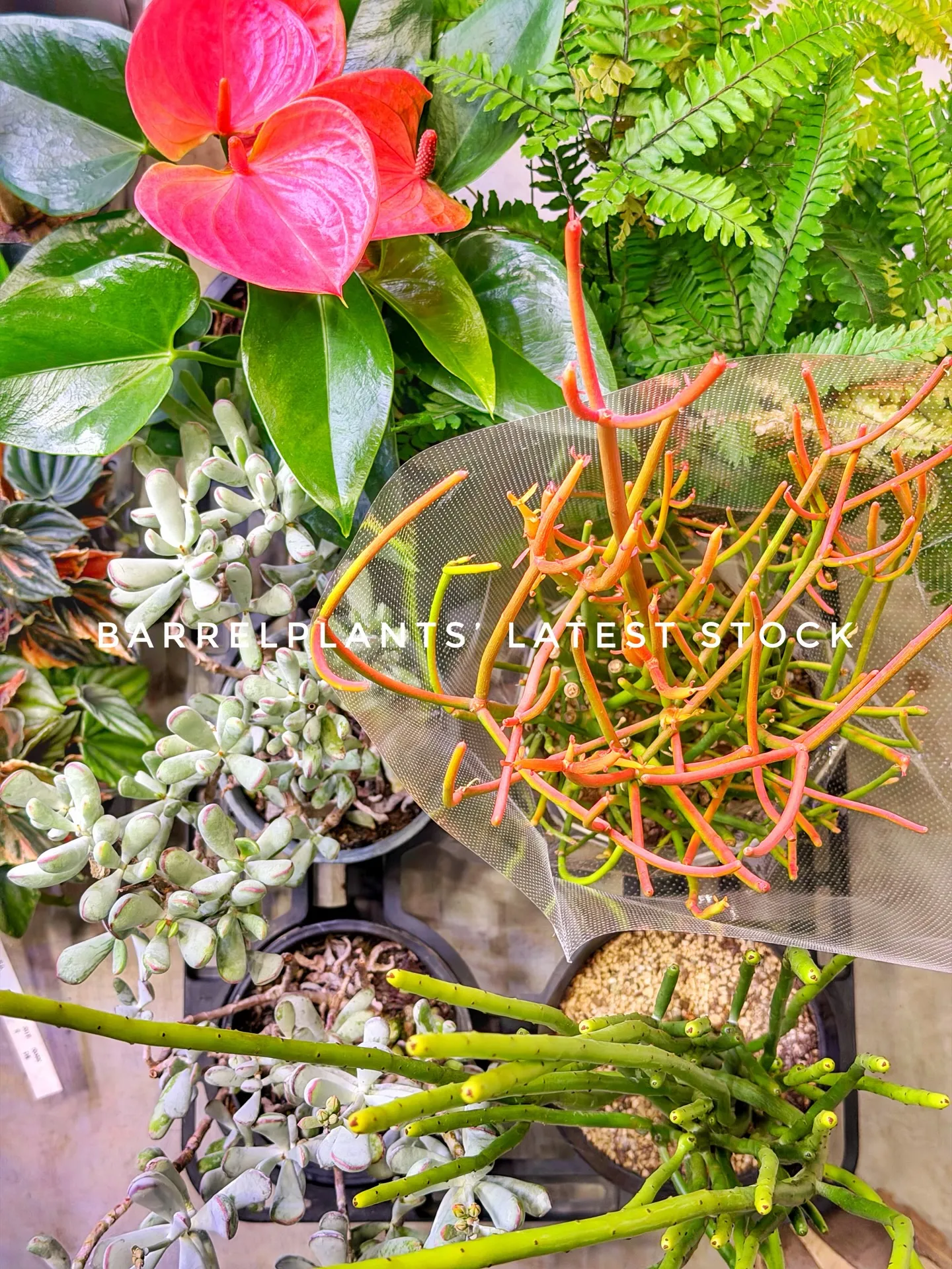 Today’s Fresh Finds — barrelpl...