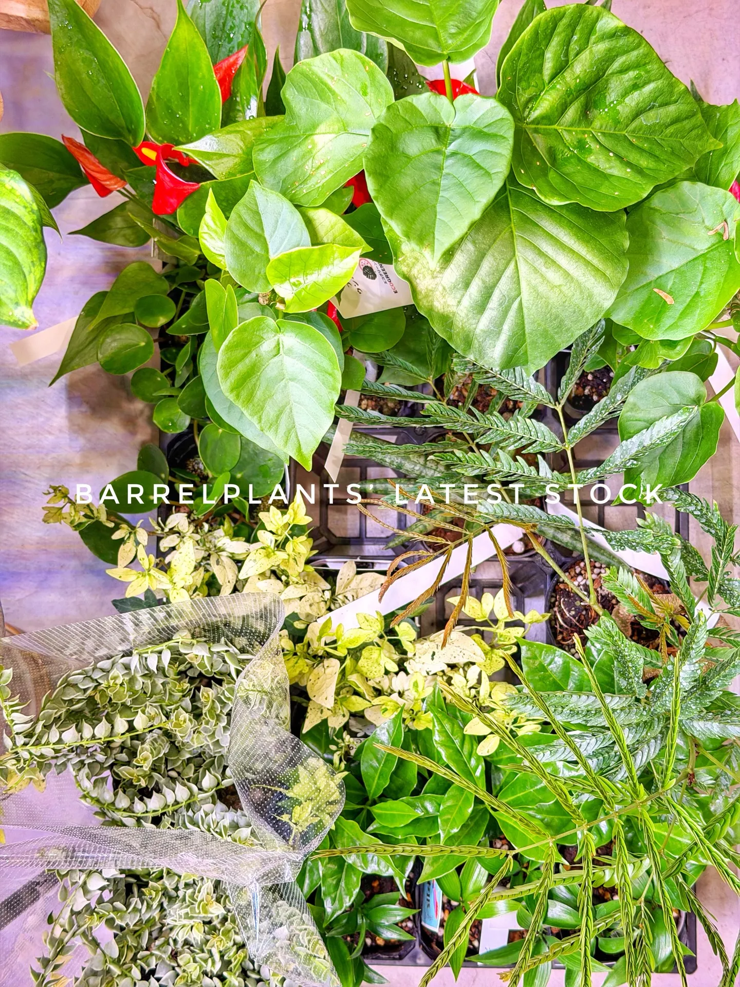 Today’s Fresh Finds — barrelpl...