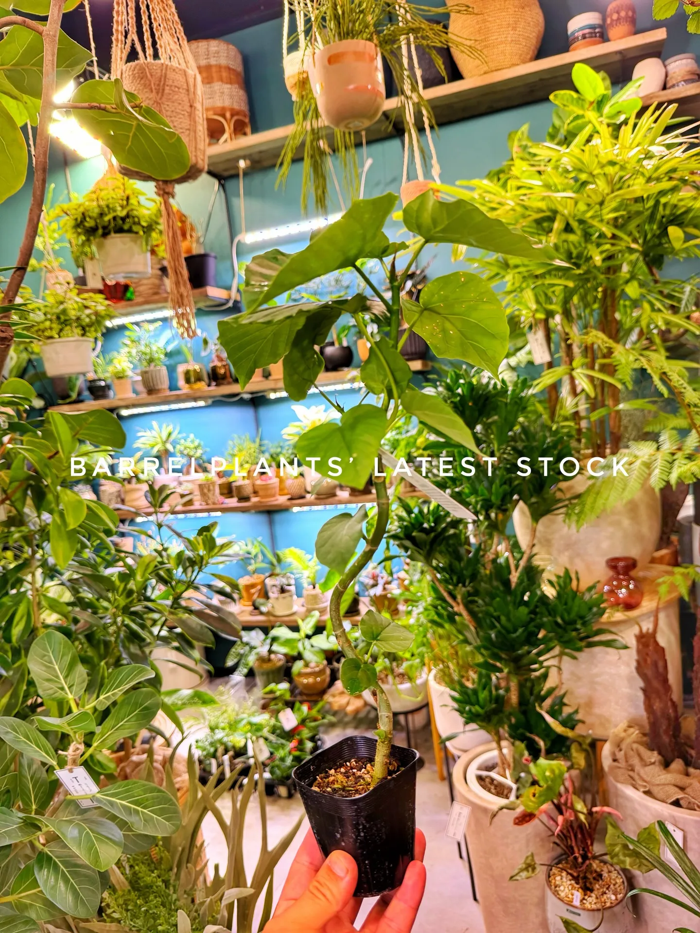 Today’s Fresh Finds — barrelpl...