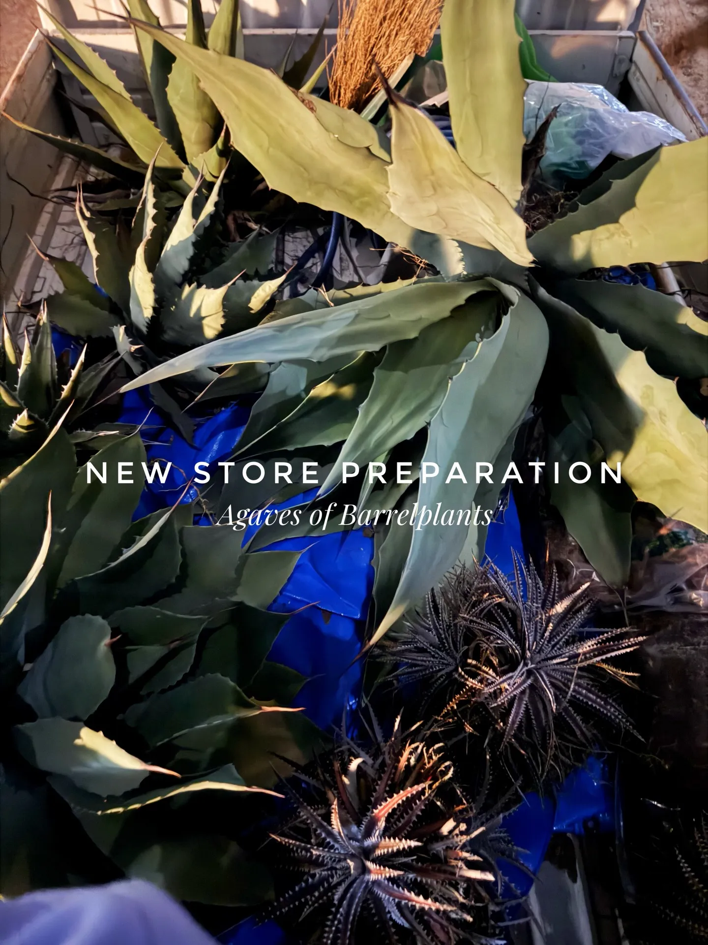 新店舗に向けて、極上アガベを確保。