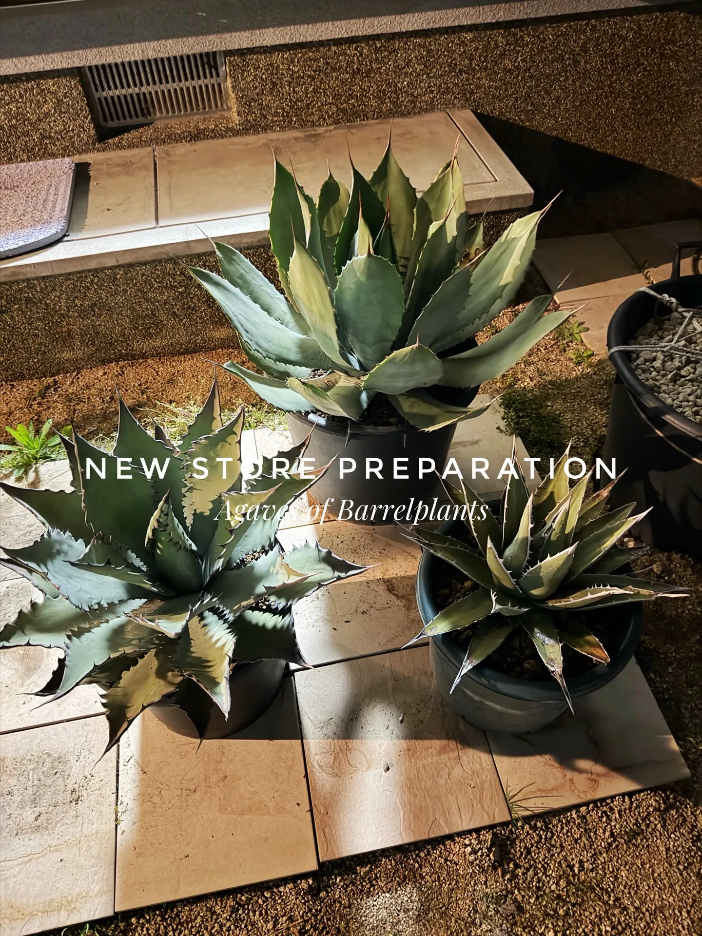 新店舗に向けて、極上アガベを確保。