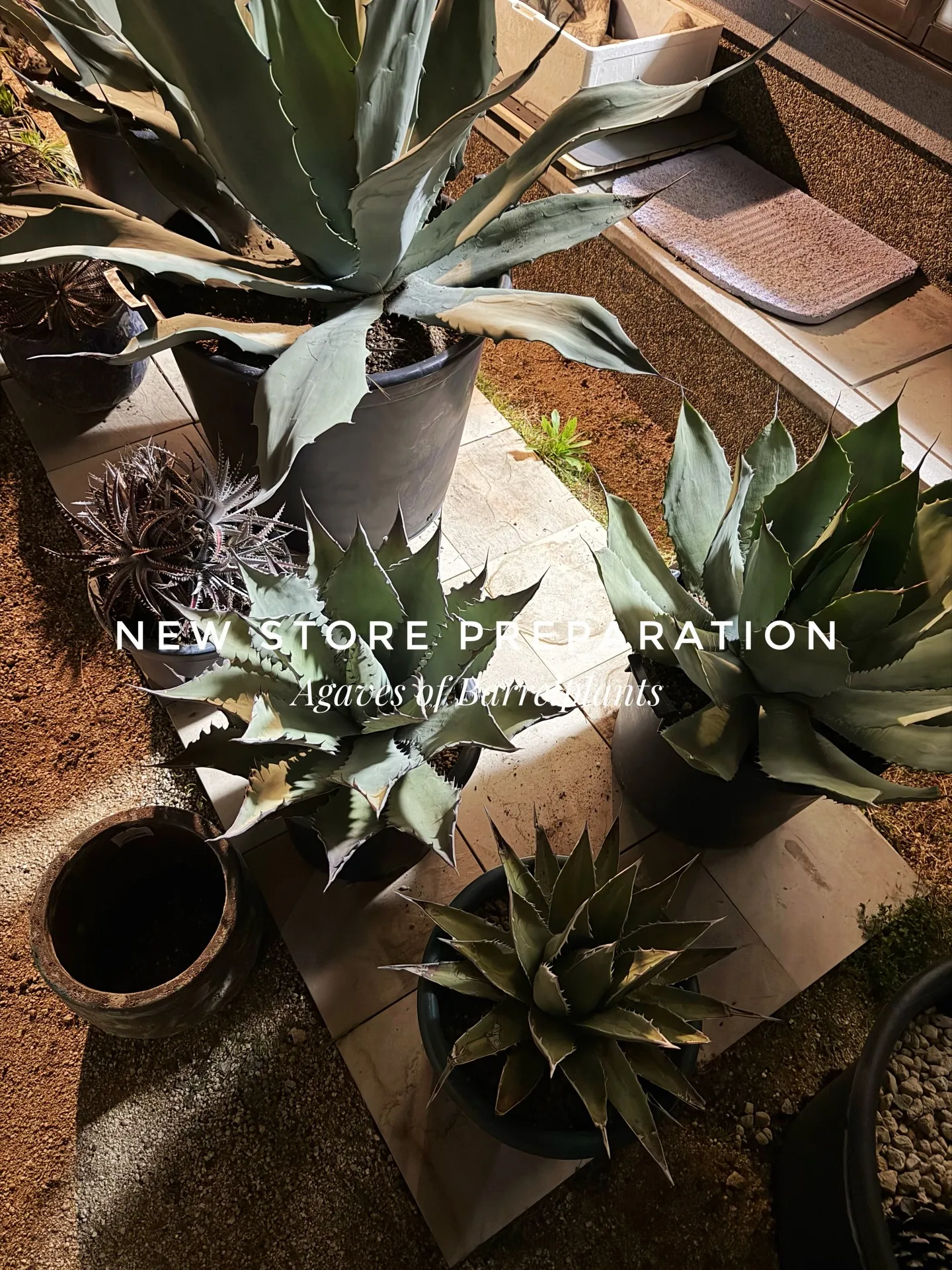 新店舗に向けて、極上アガベを確保。