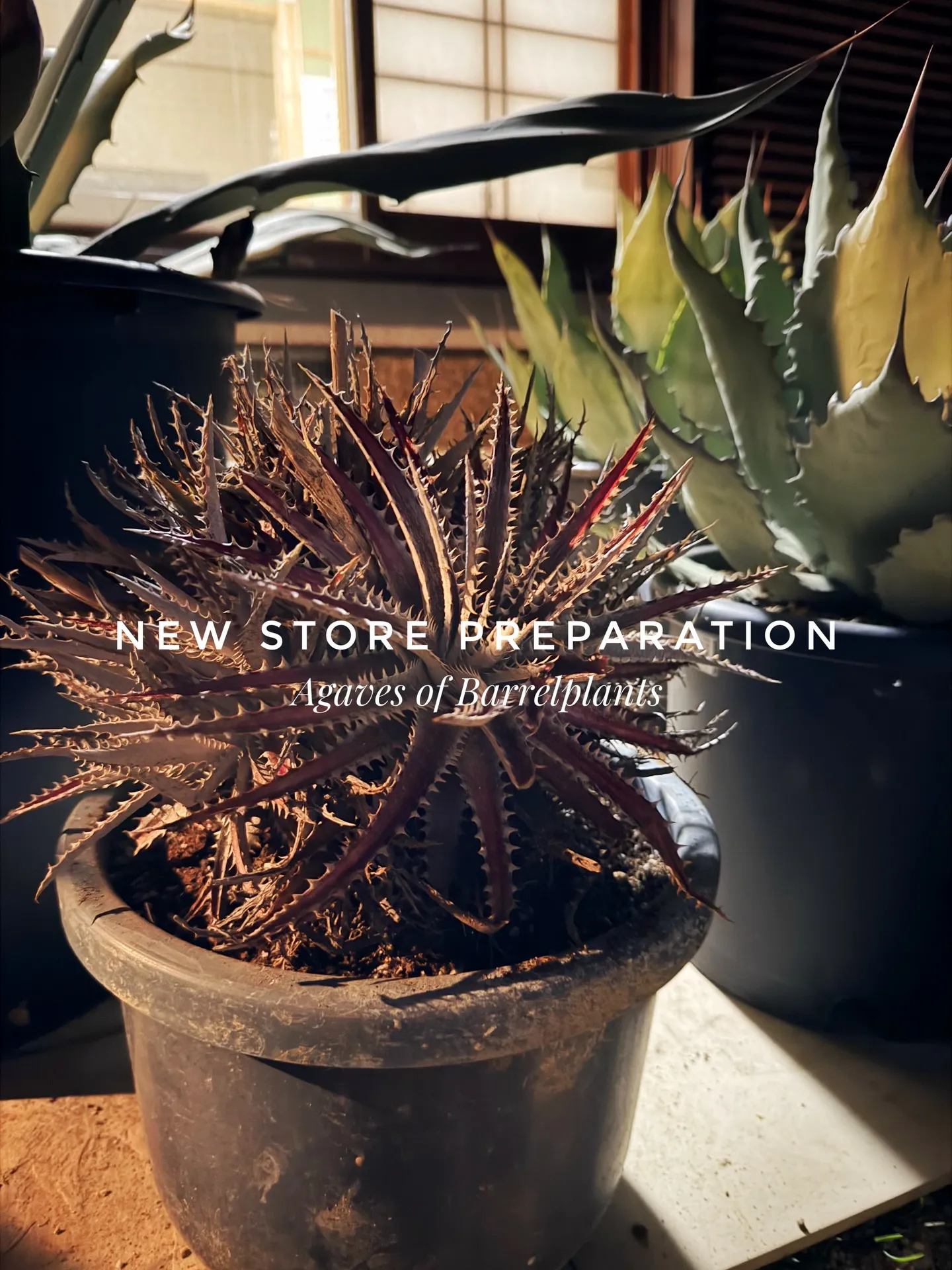 新店舗に向けて、極上アガベを確保。