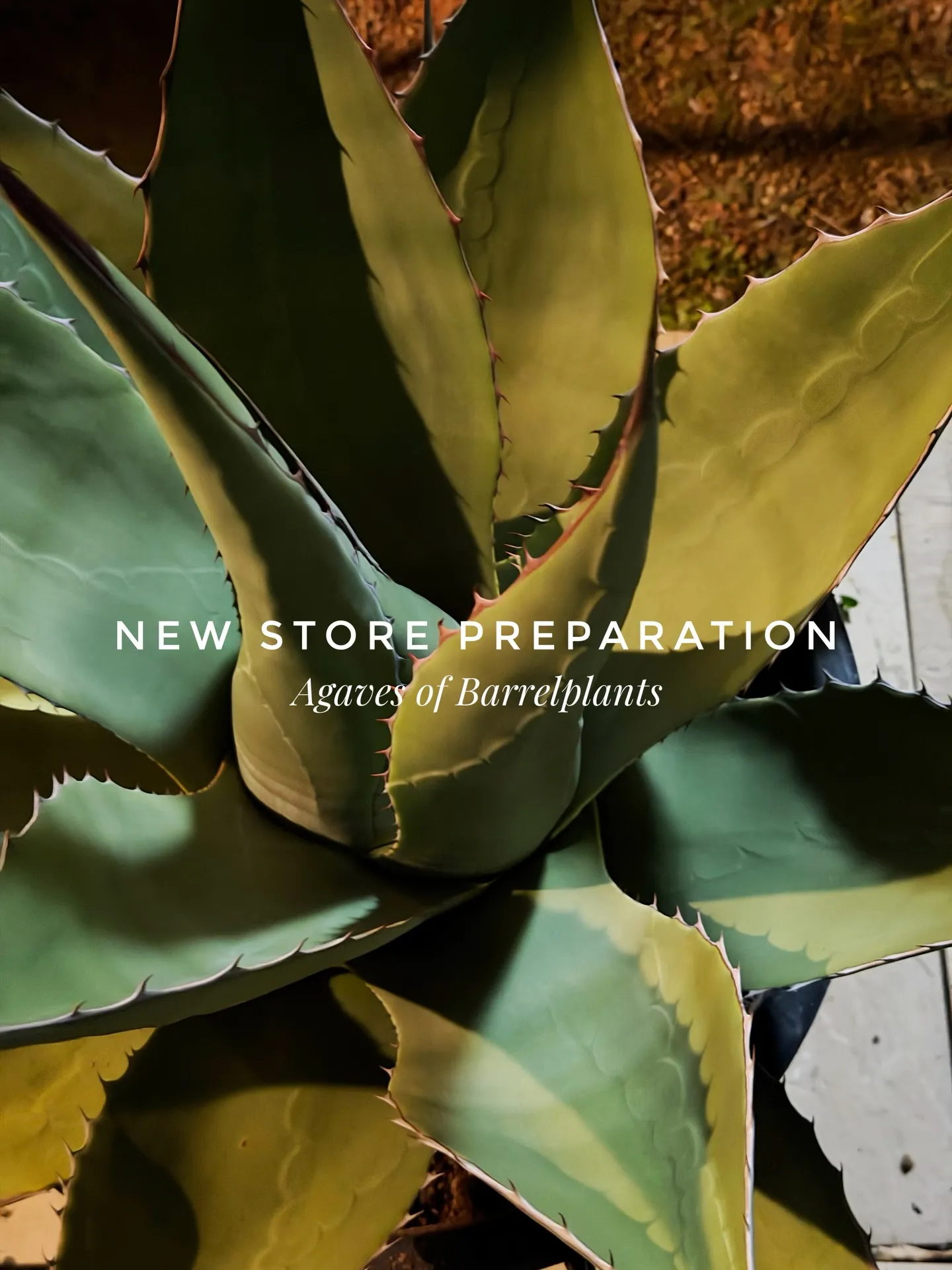 新店舗に向けて、極上アガベを確保。