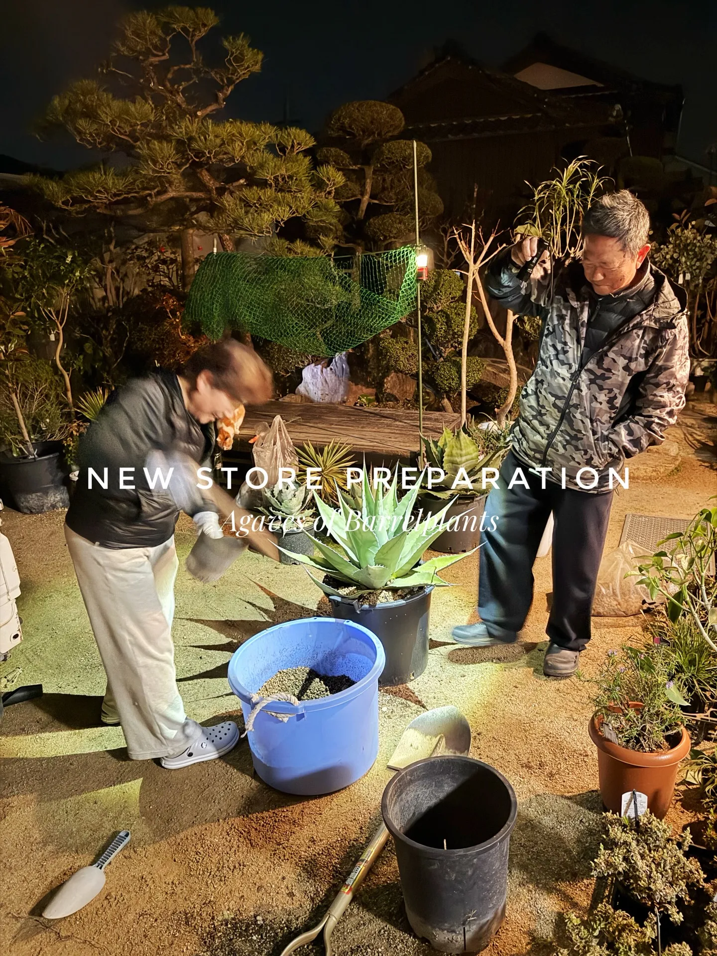 新店舗に向けて、極上アガベを確保。