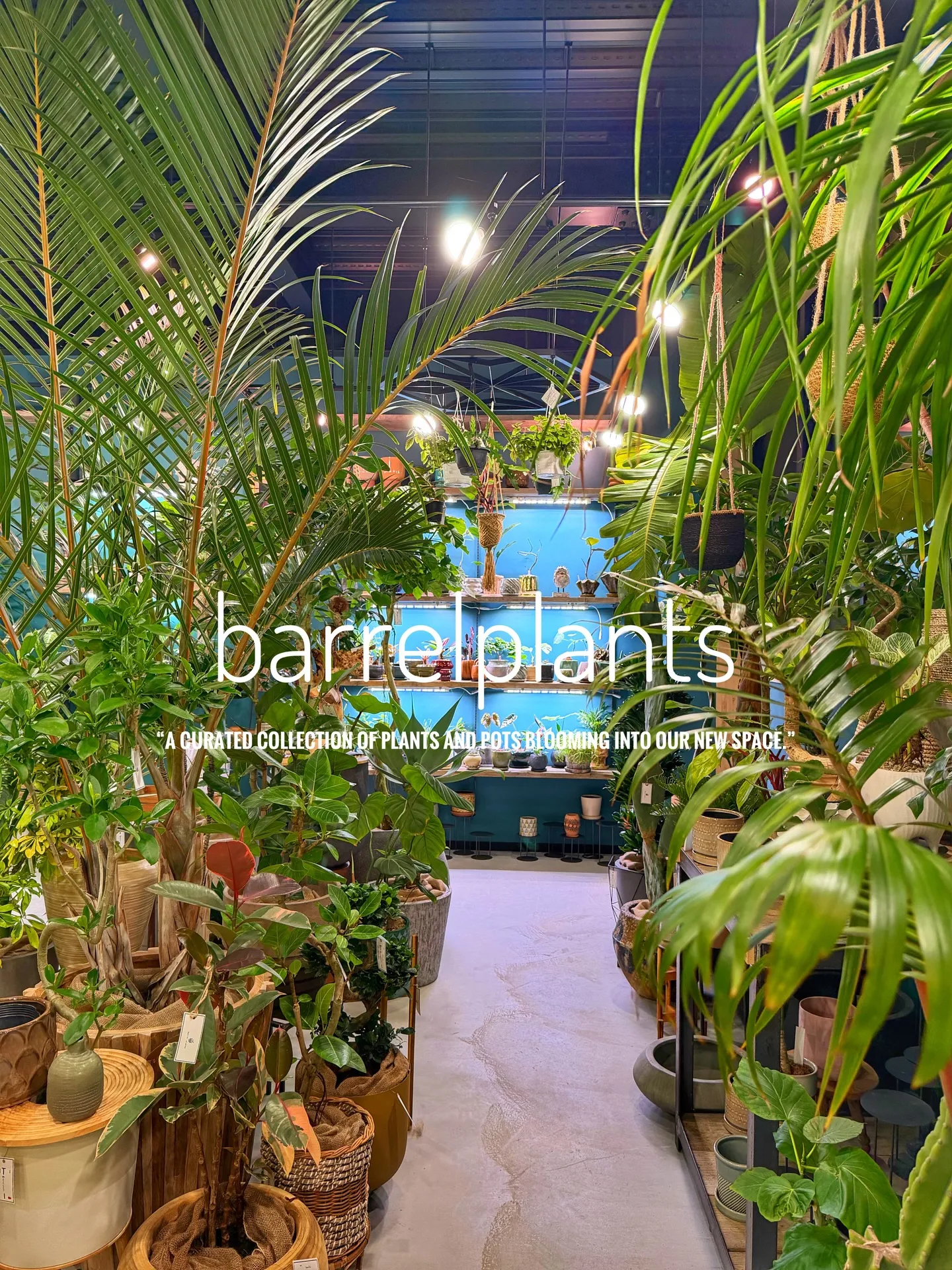 「植物に包まれる、新しいbarrelplantsへようこそ。