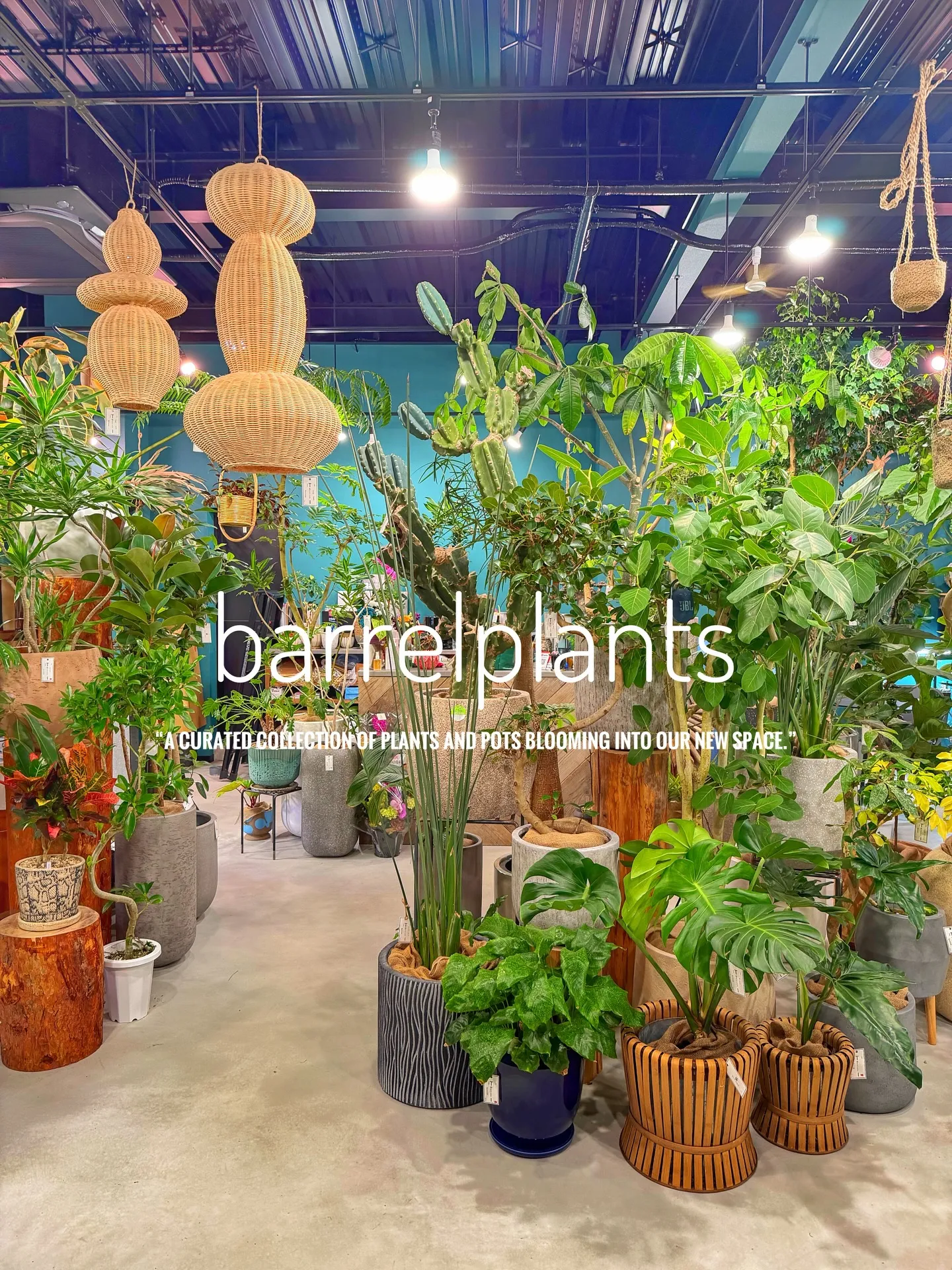 「植物に包まれる、新しいbarrelplantsへようこそ。