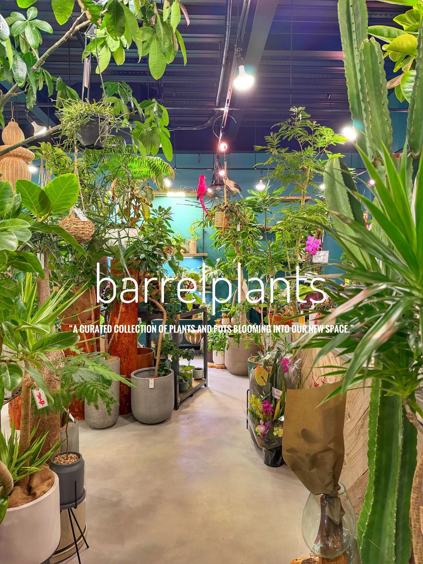「植物に包まれる、新しいbarrelplantsへようこそ。