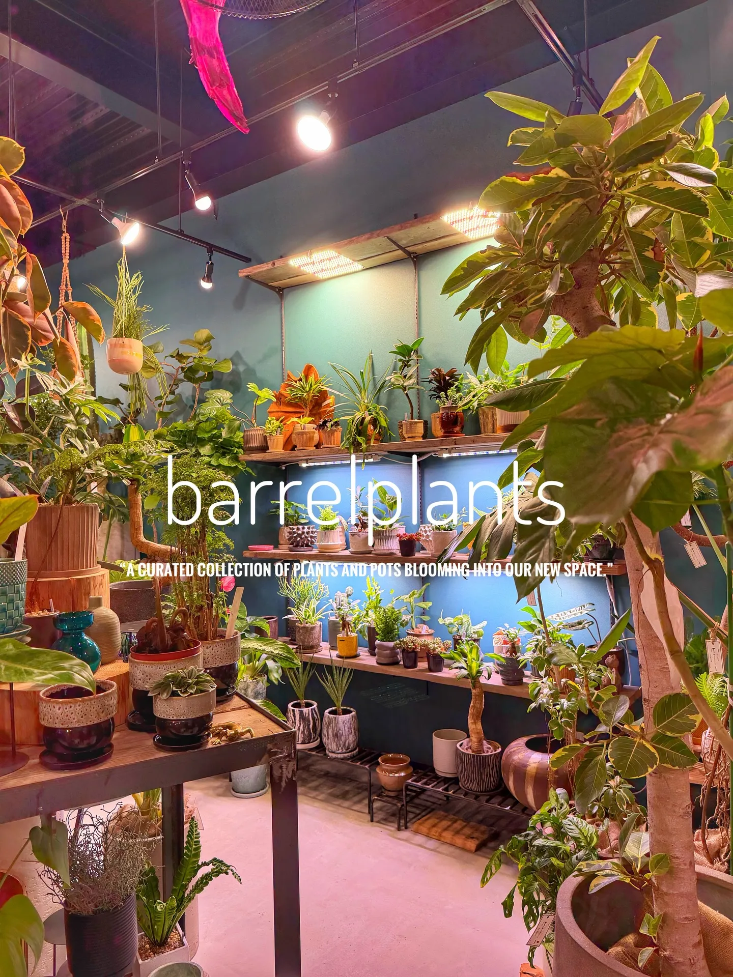 「植物に包まれる、新しいbarrelplantsへようこそ。