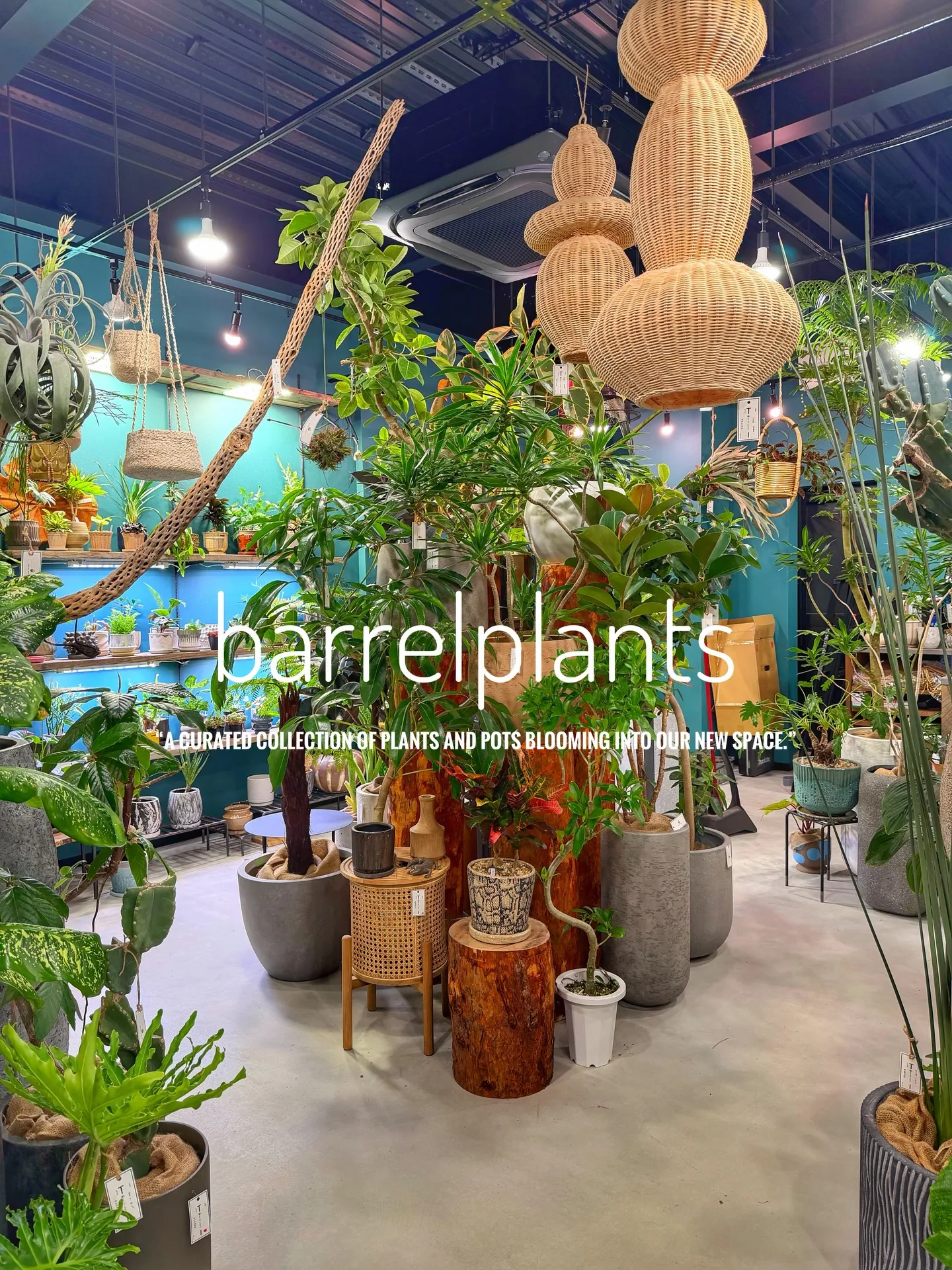 「植物に包まれる、新しいbarrelplantsへようこそ。