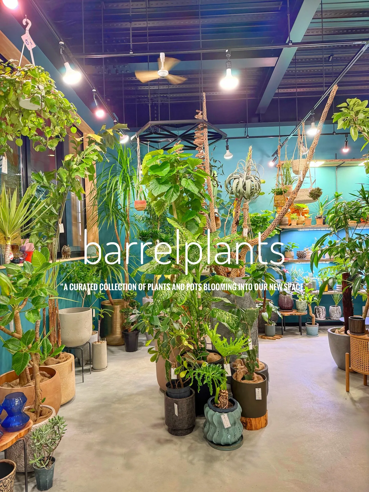 「植物に包まれる、新しいbarrelplantsへようこそ。