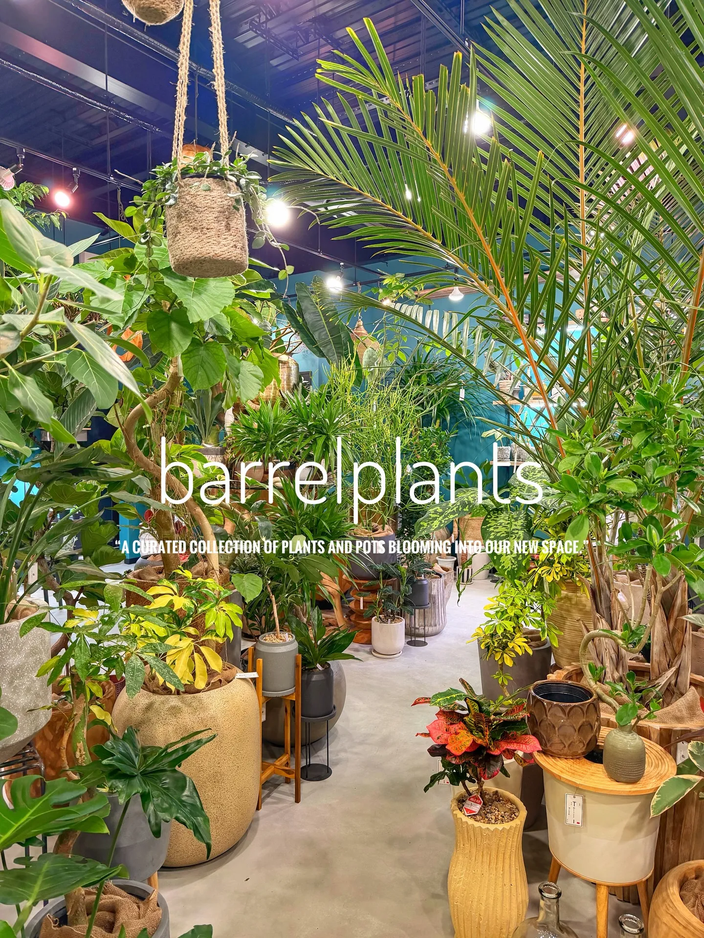 「植物に包まれる、新しいbarrelplantsへようこそ。