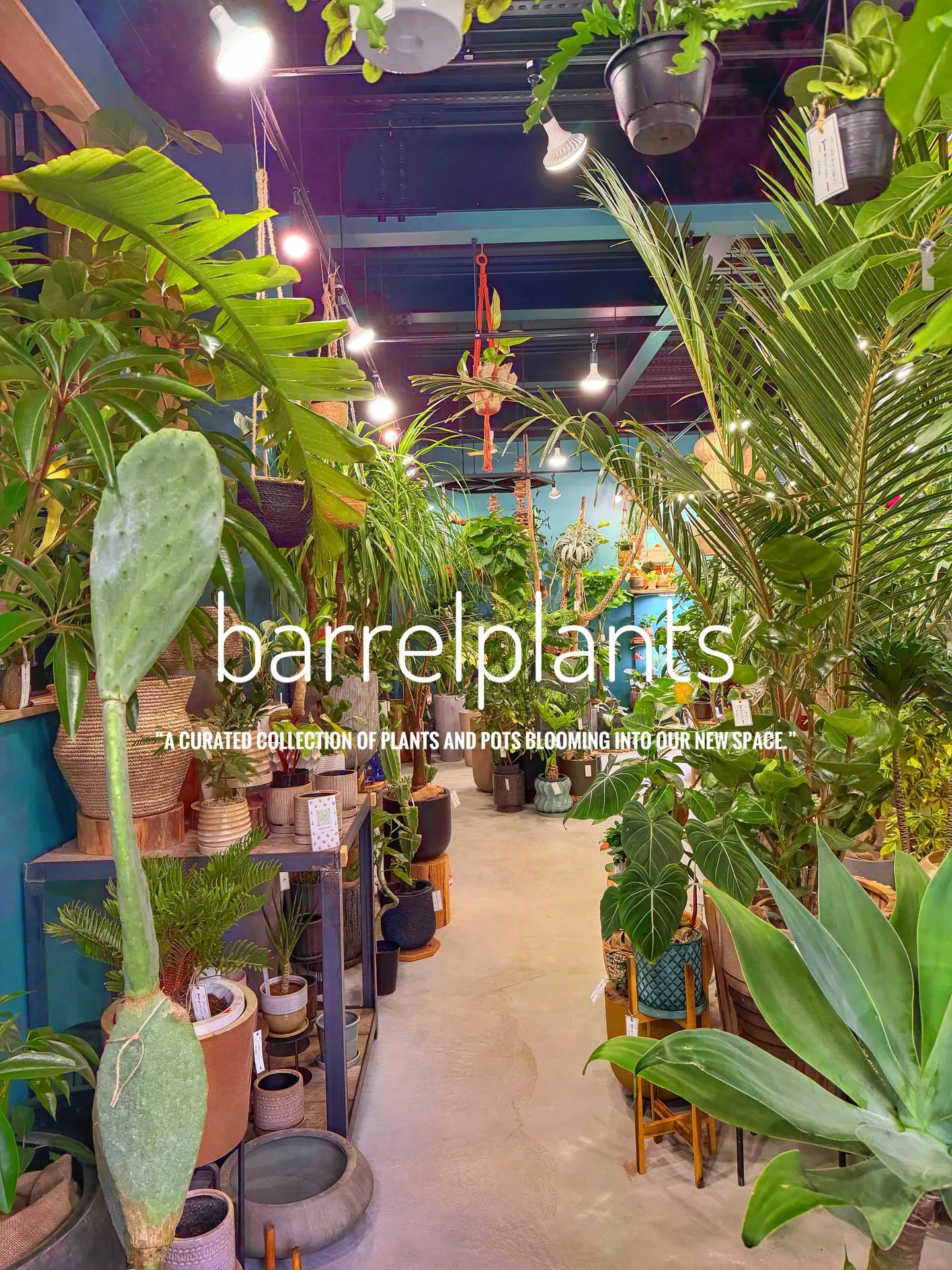「植物に包まれる、新しいbarrelplantsへようこそ。