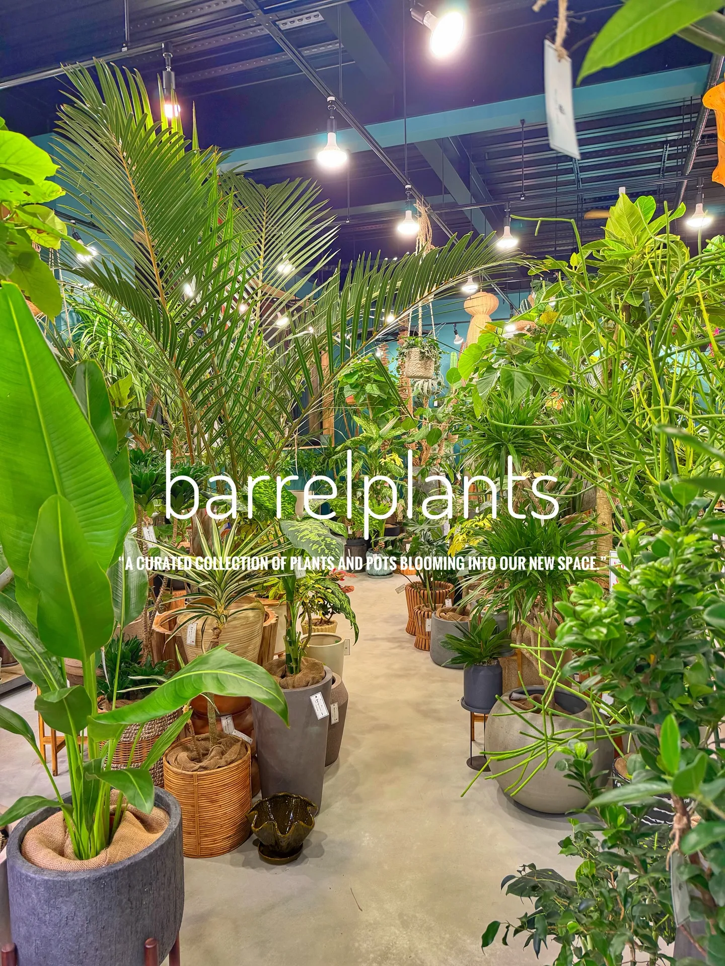 「植物に包まれる、新しいbarrelplantsへようこそ。
