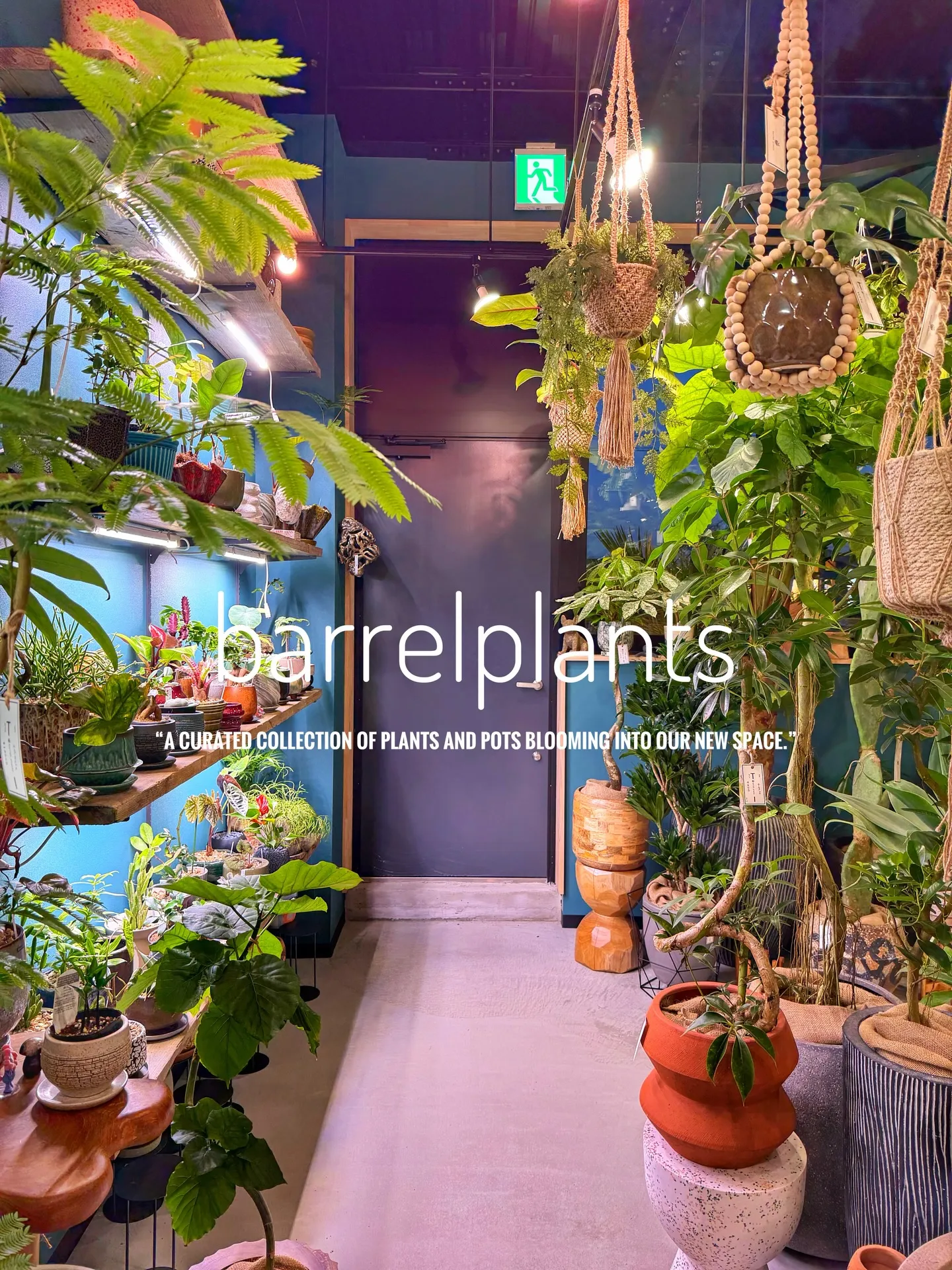「植物に包まれる、新しいbarrelplantsへようこそ。