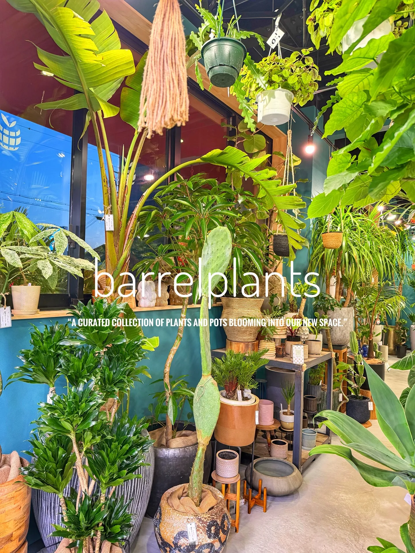 「植物に包まれる、新しいbarrelplantsへようこそ。