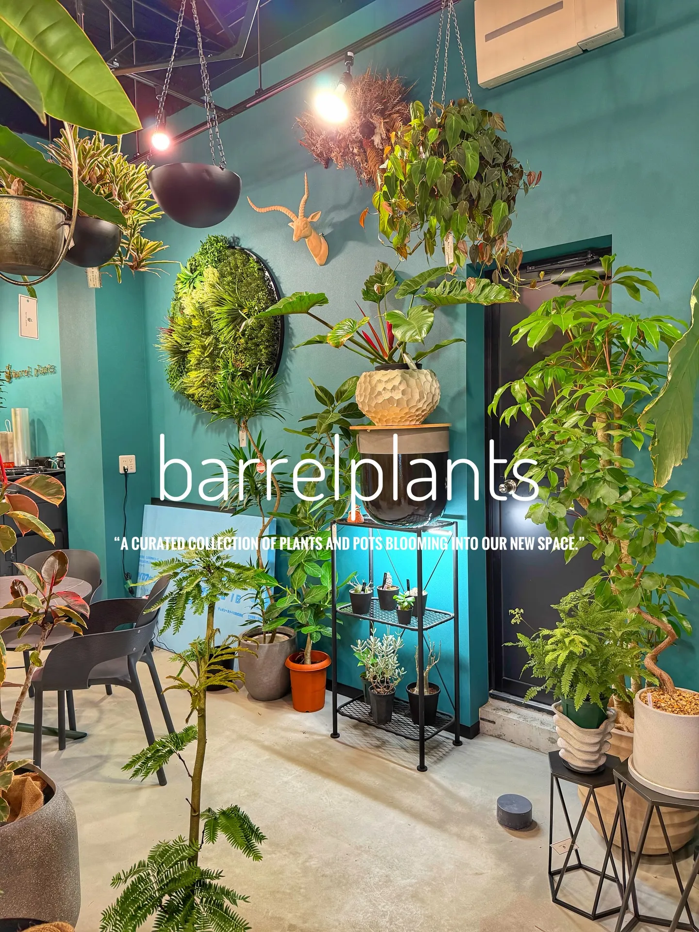 「植物に包まれる、新しいbarrelplantsへようこそ。