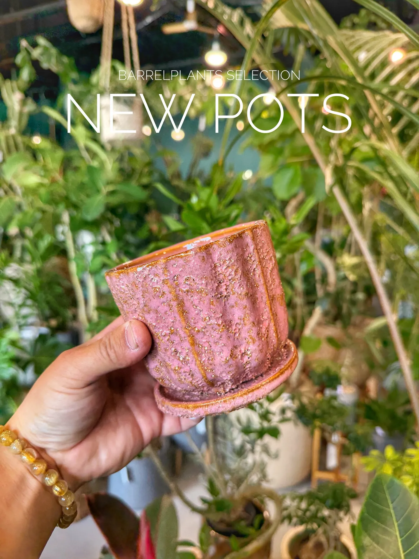 BARRELPLANTS SELECTION