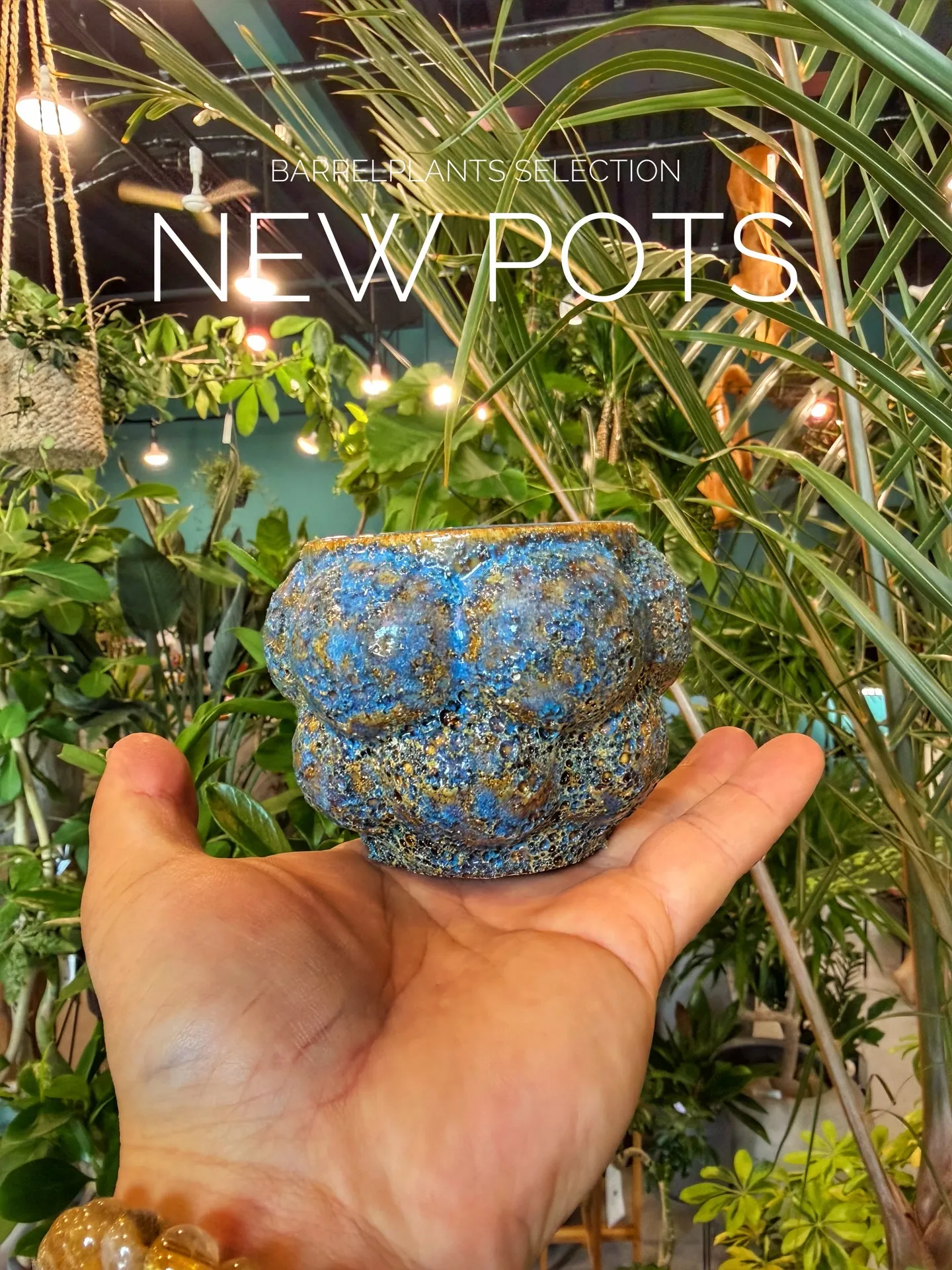 BARRELPLANTS SELECTION