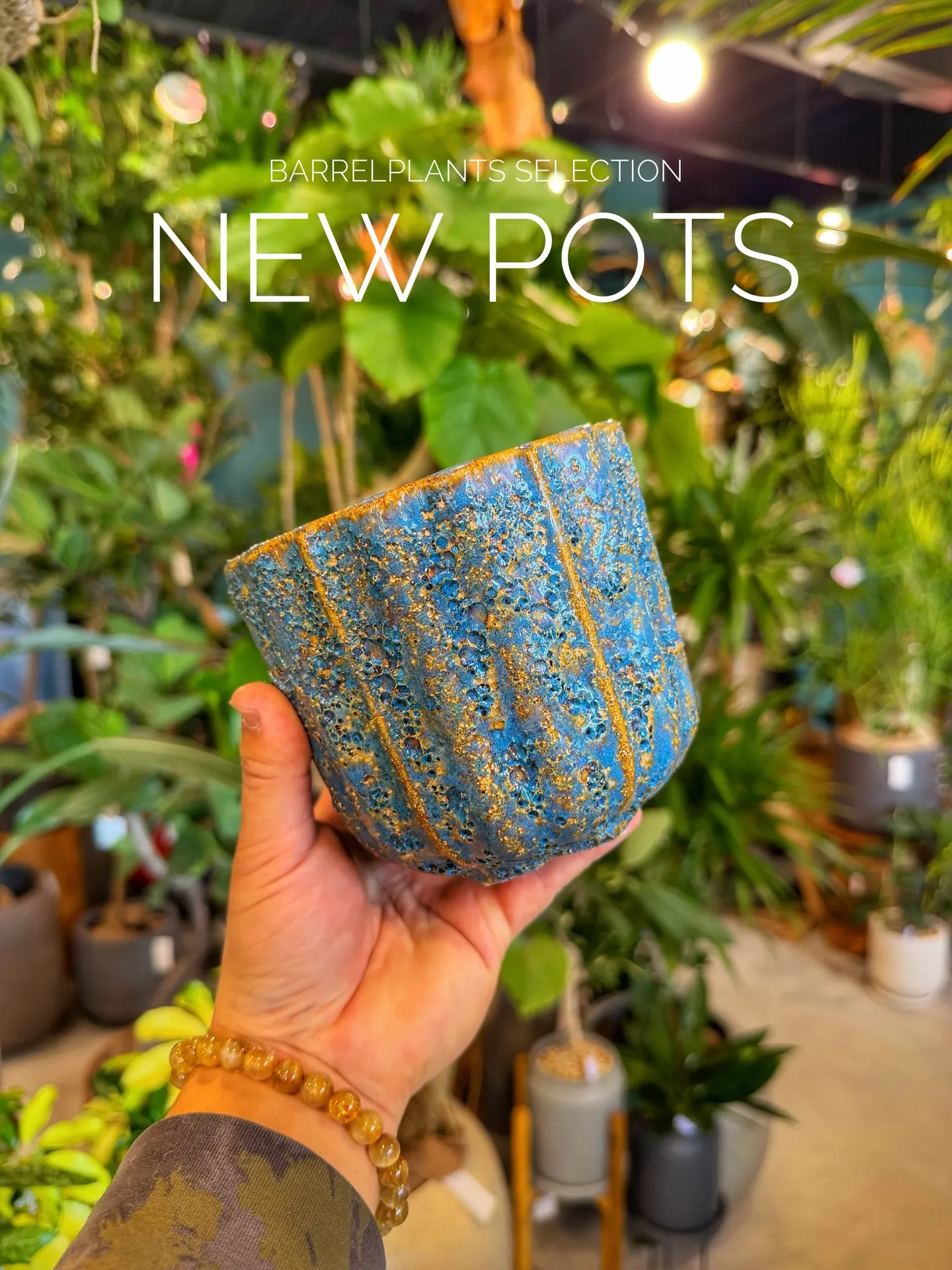 BARRELPLANTS SELECTION