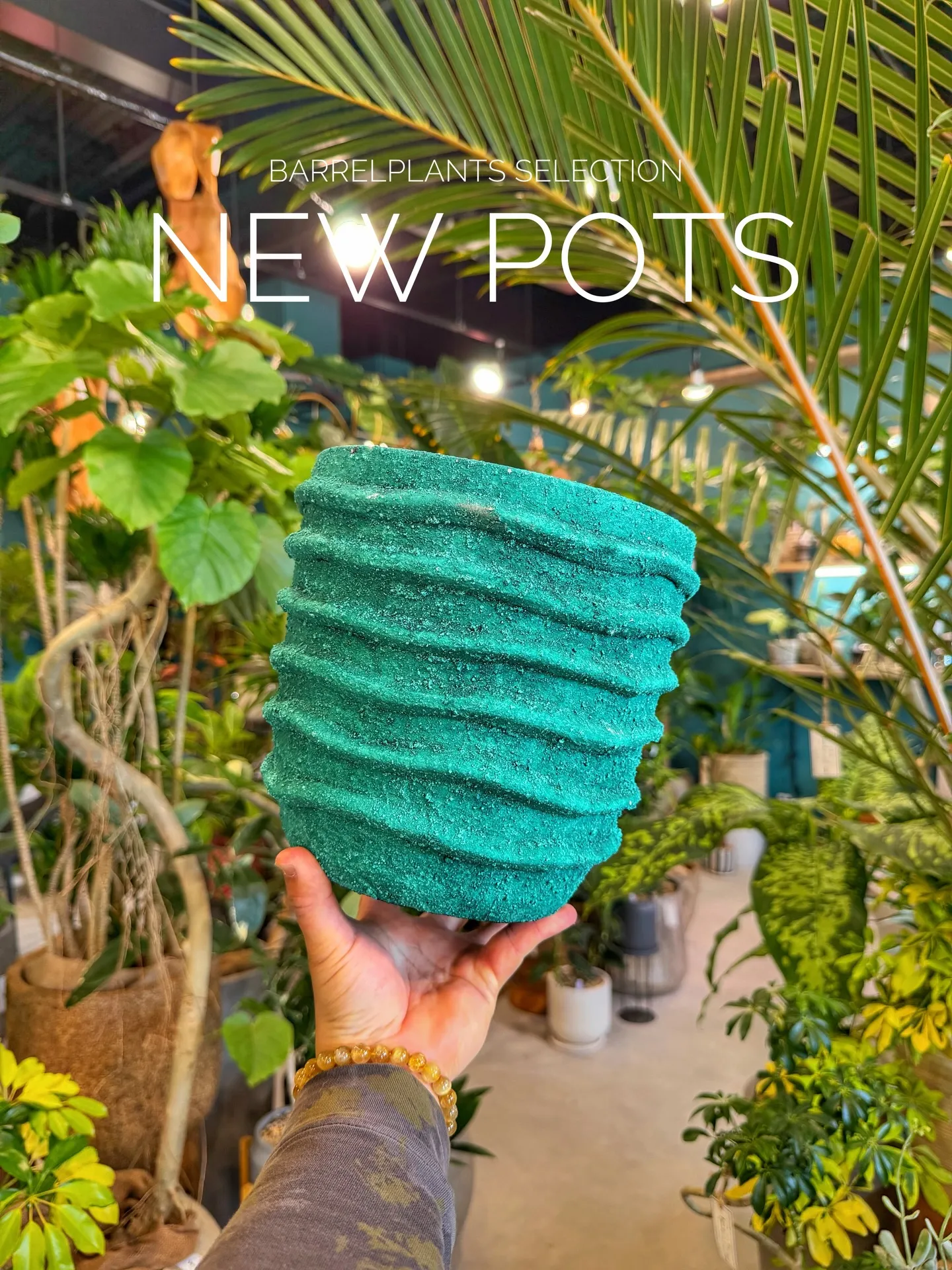 BARRELPLANTS SELECTION