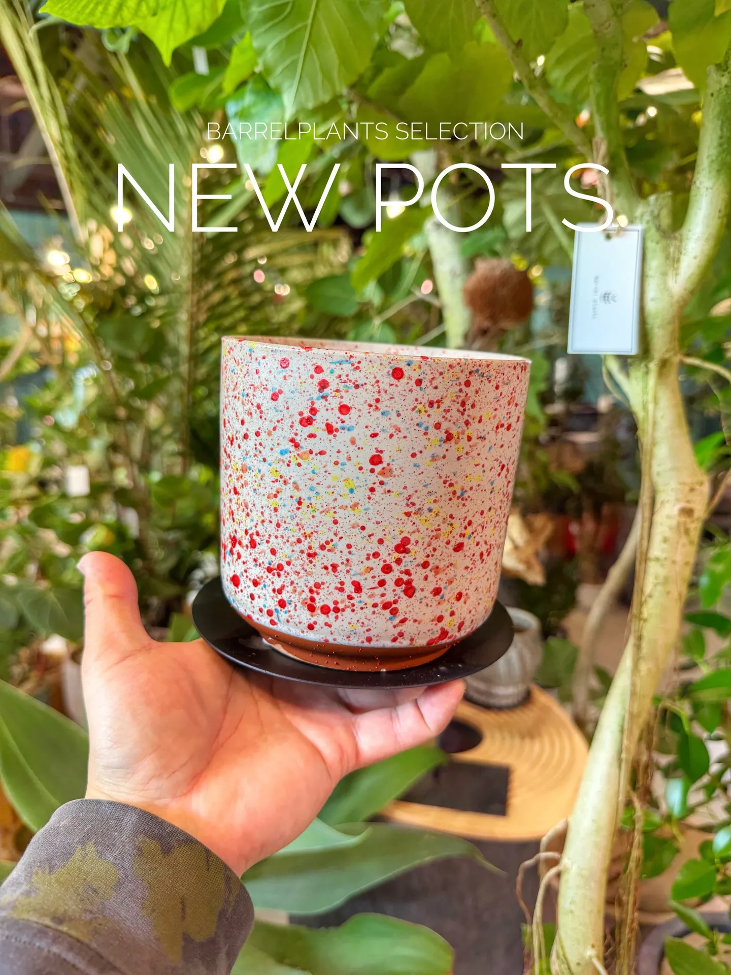 BARRELPLANTS SELECTION