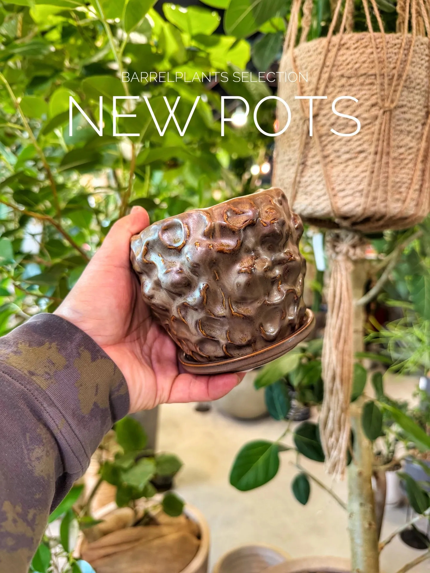 BARRELPLANTS SELECTION