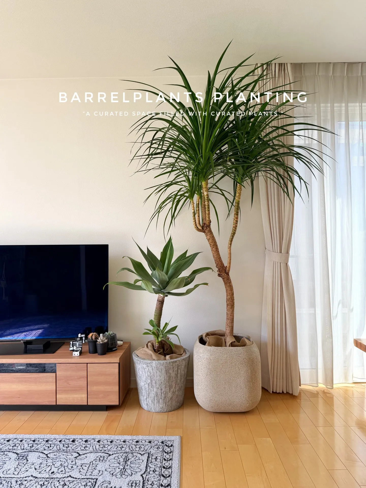 ✨指宿プランツでつくる、極上のリビンググリーン。