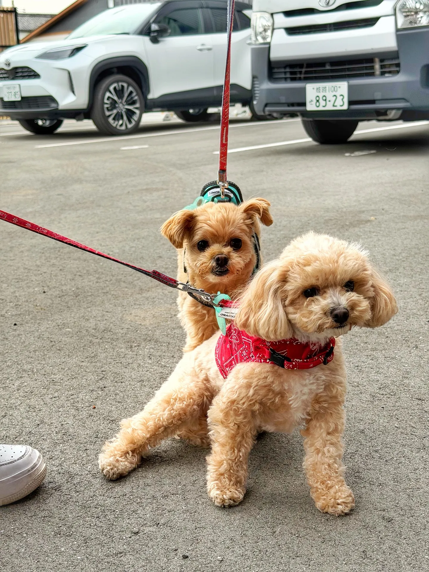 ✨指宿プランツでつくる、極上のリビンググリーン。