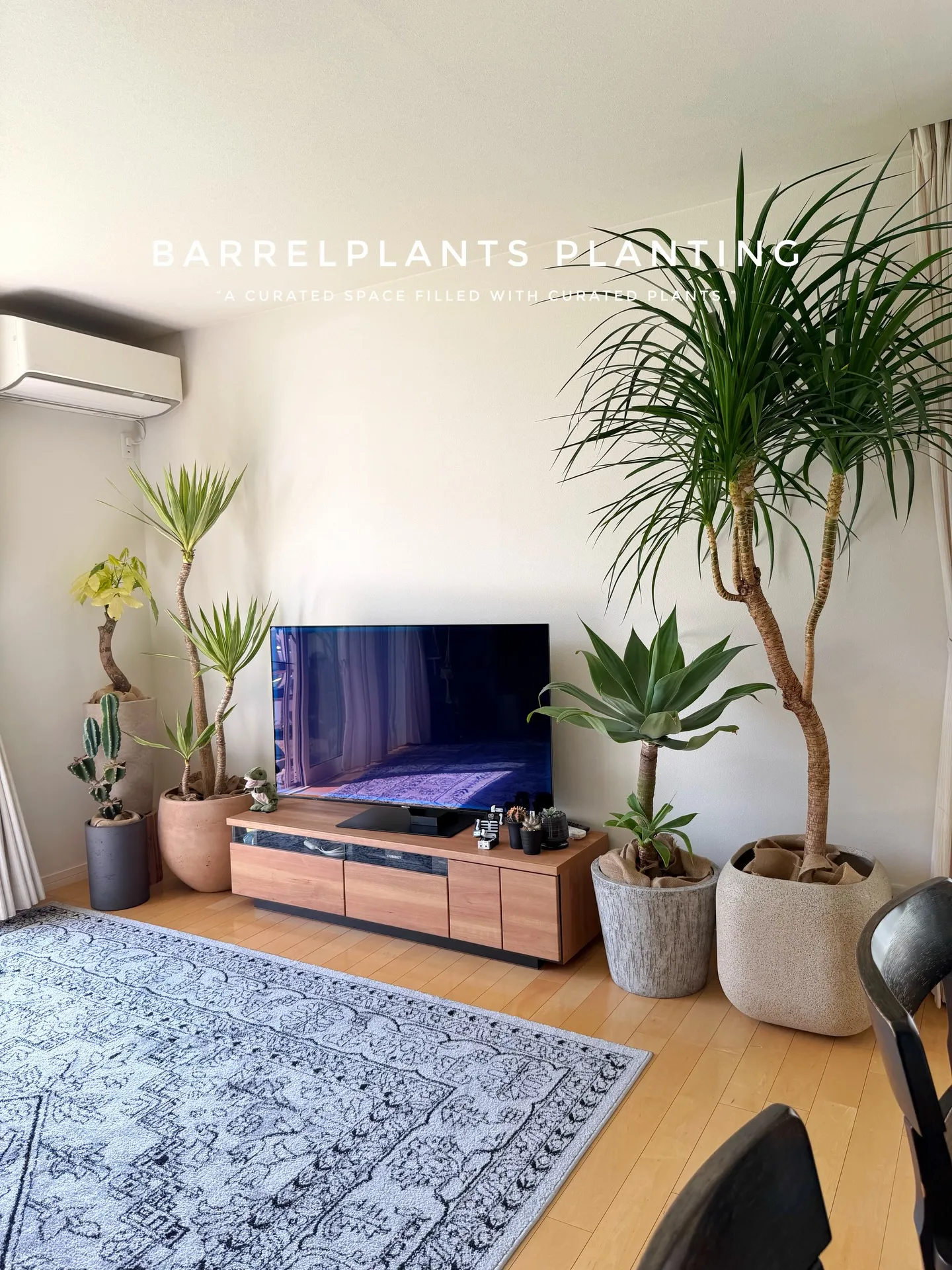 ✨指宿プランツでつくる、極上のリビンググリーン。