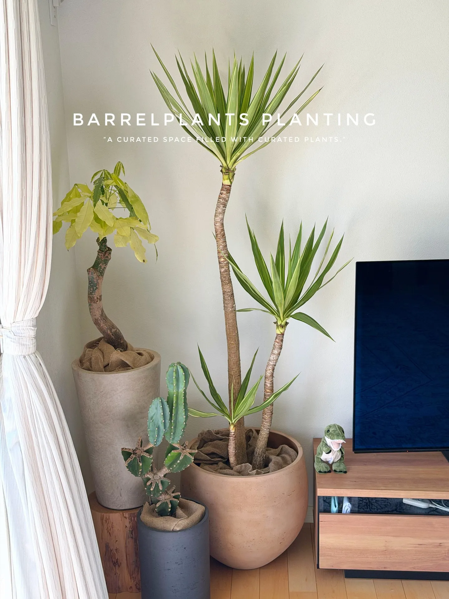 ✨指宿プランツでつくる、極上のリビンググリーン。