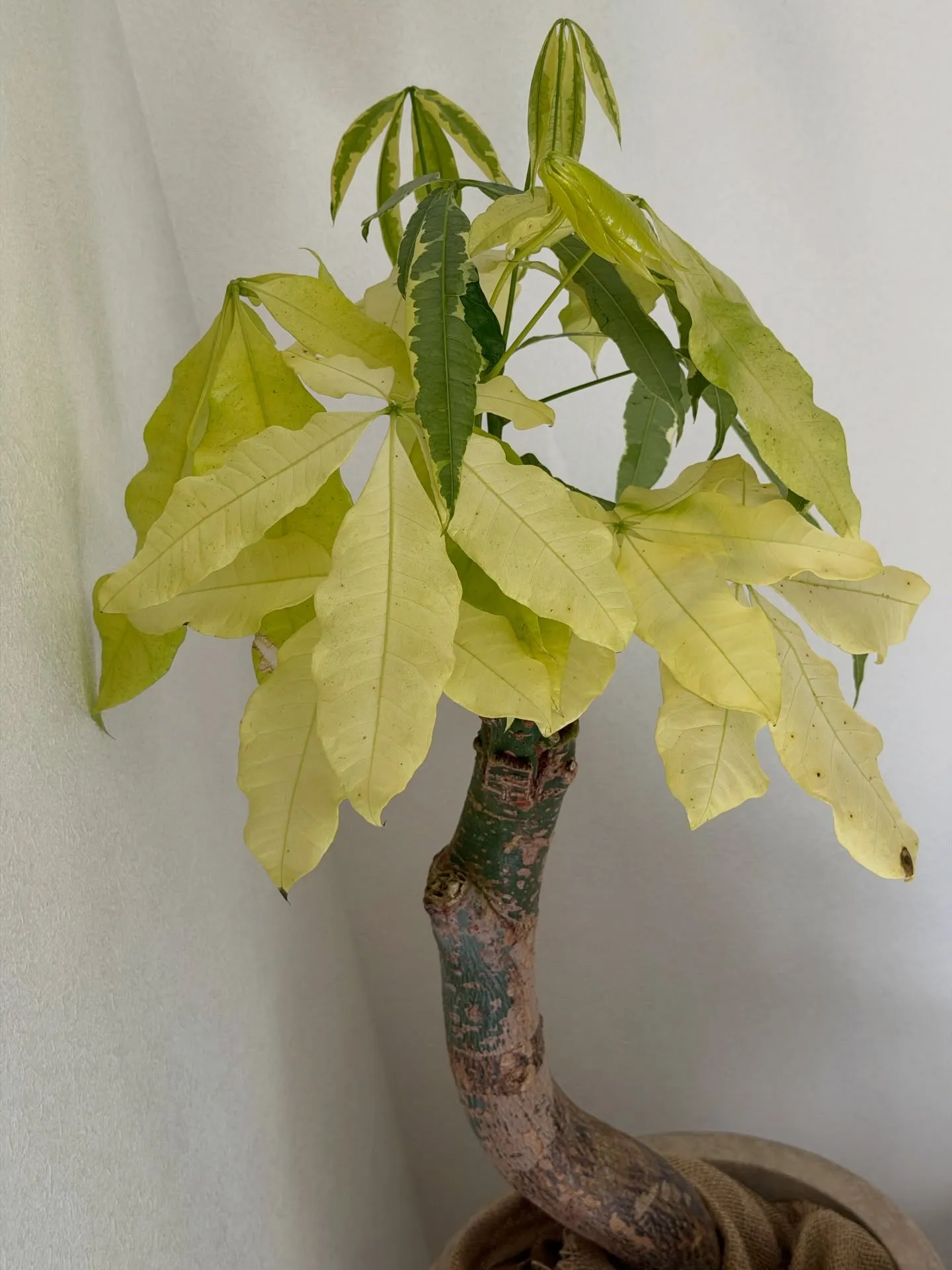 ✨指宿プランツでつくる、極上のリビンググリーン。