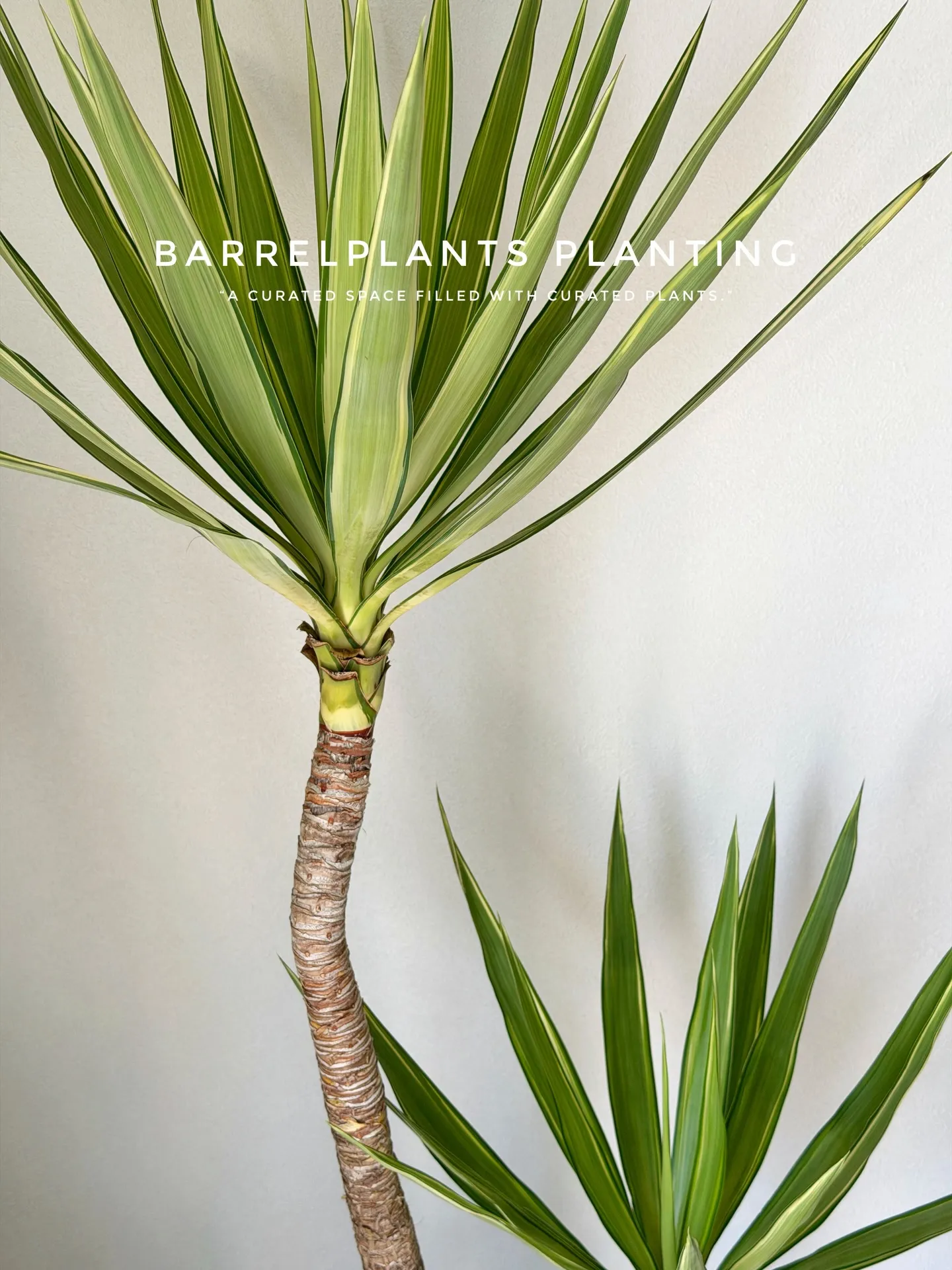 ✨指宿プランツでつくる、極上のリビンググリーン。