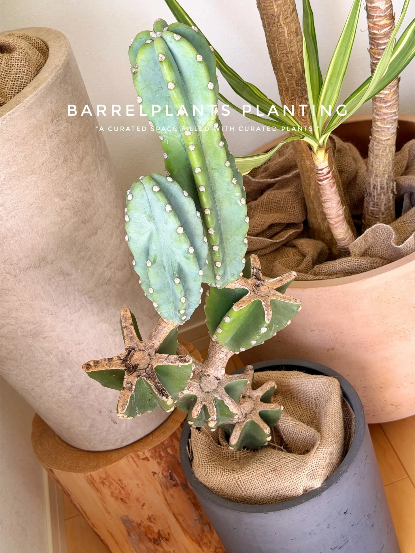 ✨指宿プランツでつくる、極上のリビンググリーン。