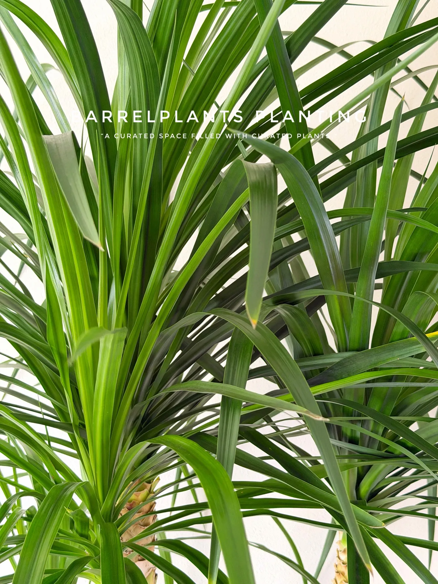 ✨指宿プランツでつくる、極上のリビンググリーン。