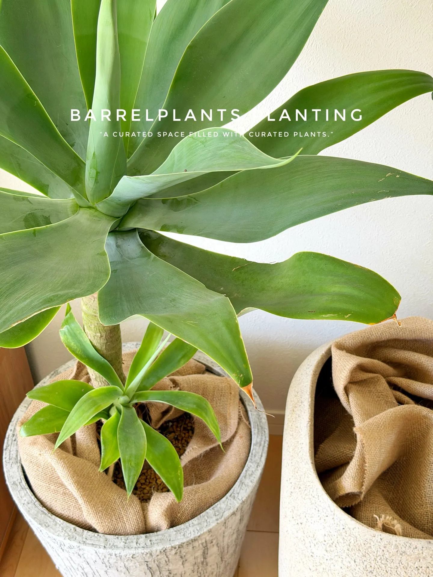 ✨指宿プランツでつくる、極上のリビンググリーン。