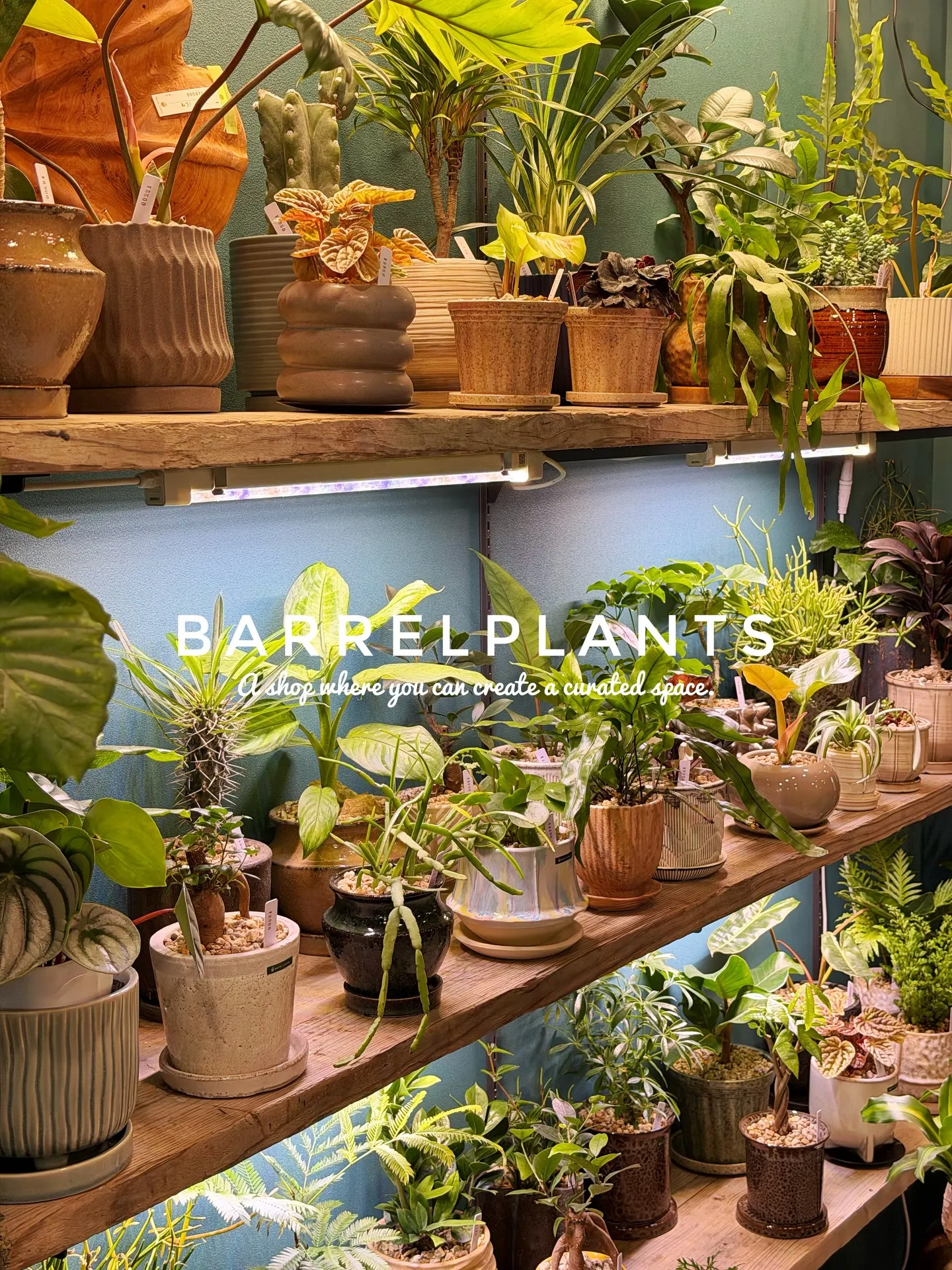 「こだわりの空間を育てる場所、バーレルプランツ」