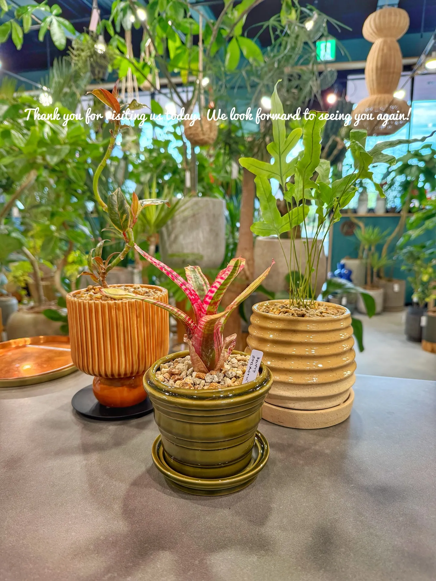 「こだわりの空間を育てる場所、バーレルプランツ」