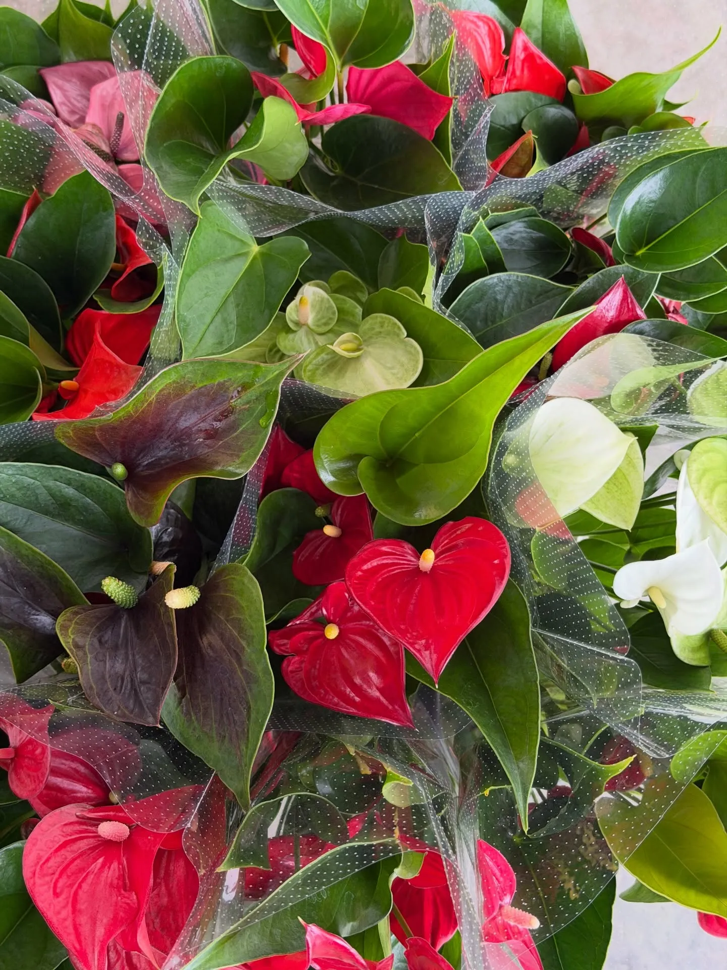 「こだわりの空間を育てる場所、バーレルプランツ」