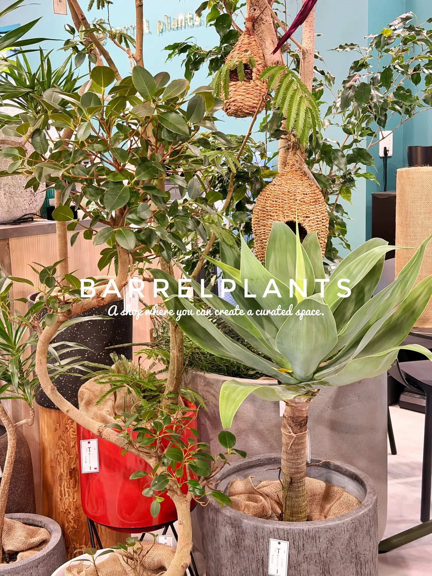 「こだわりの空間を育てる場所、バーレルプランツ」