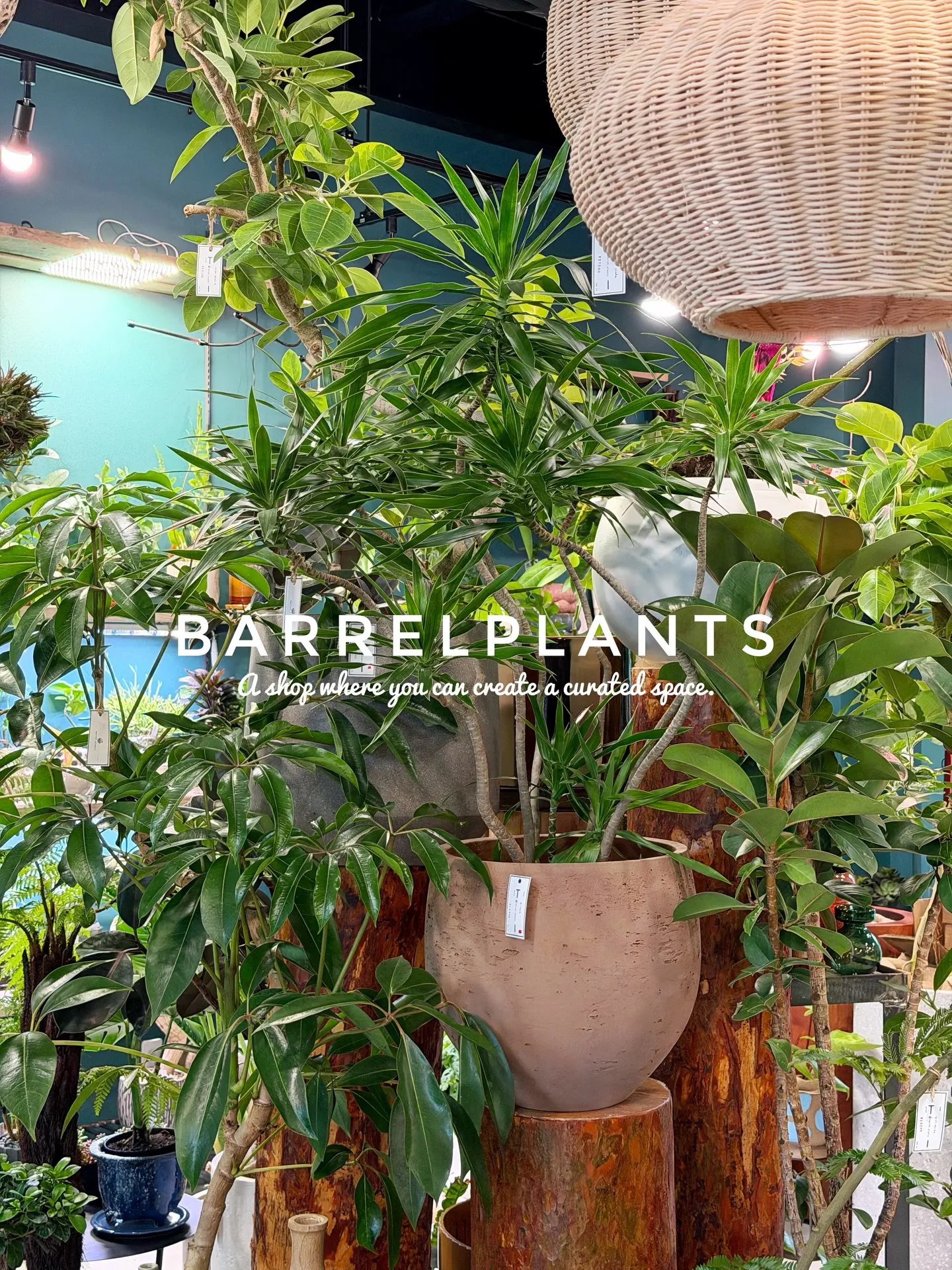 「こだわりの空間を育てる場所、バーレルプランツ」
