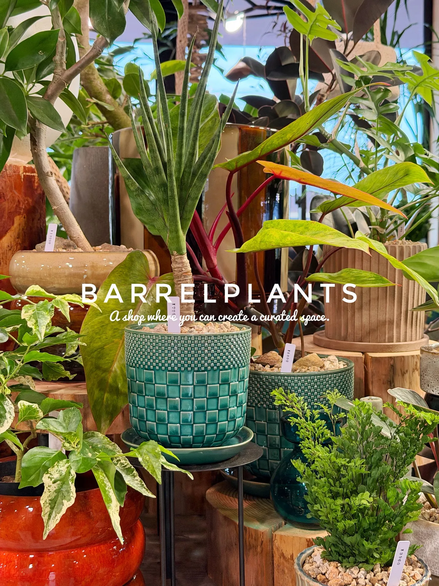 「こだわりの空間を育てる場所、バーレルプランツ」