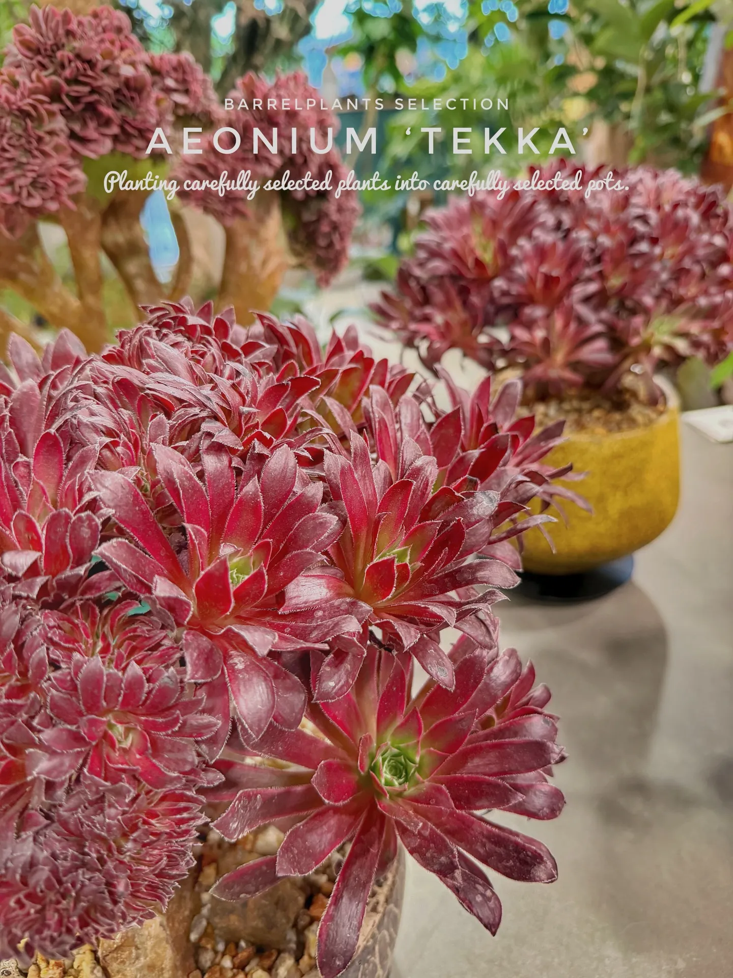 「個性派にこそ、器で差をつける。