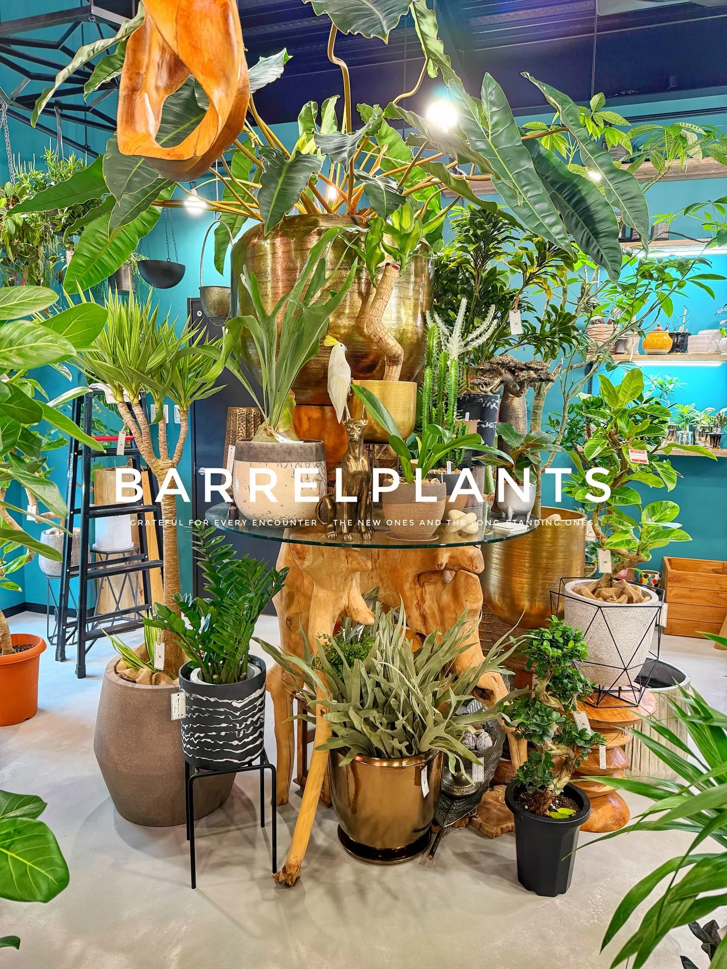 【こだわりの植物とこだわりの鉢のお店、barrelplant...