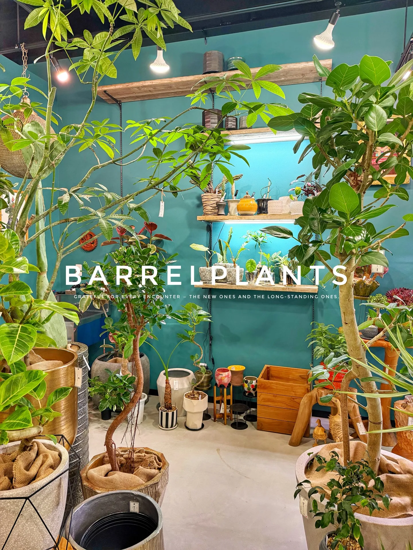 【こだわりの植物とこだわりの鉢のお店、barrelplant...