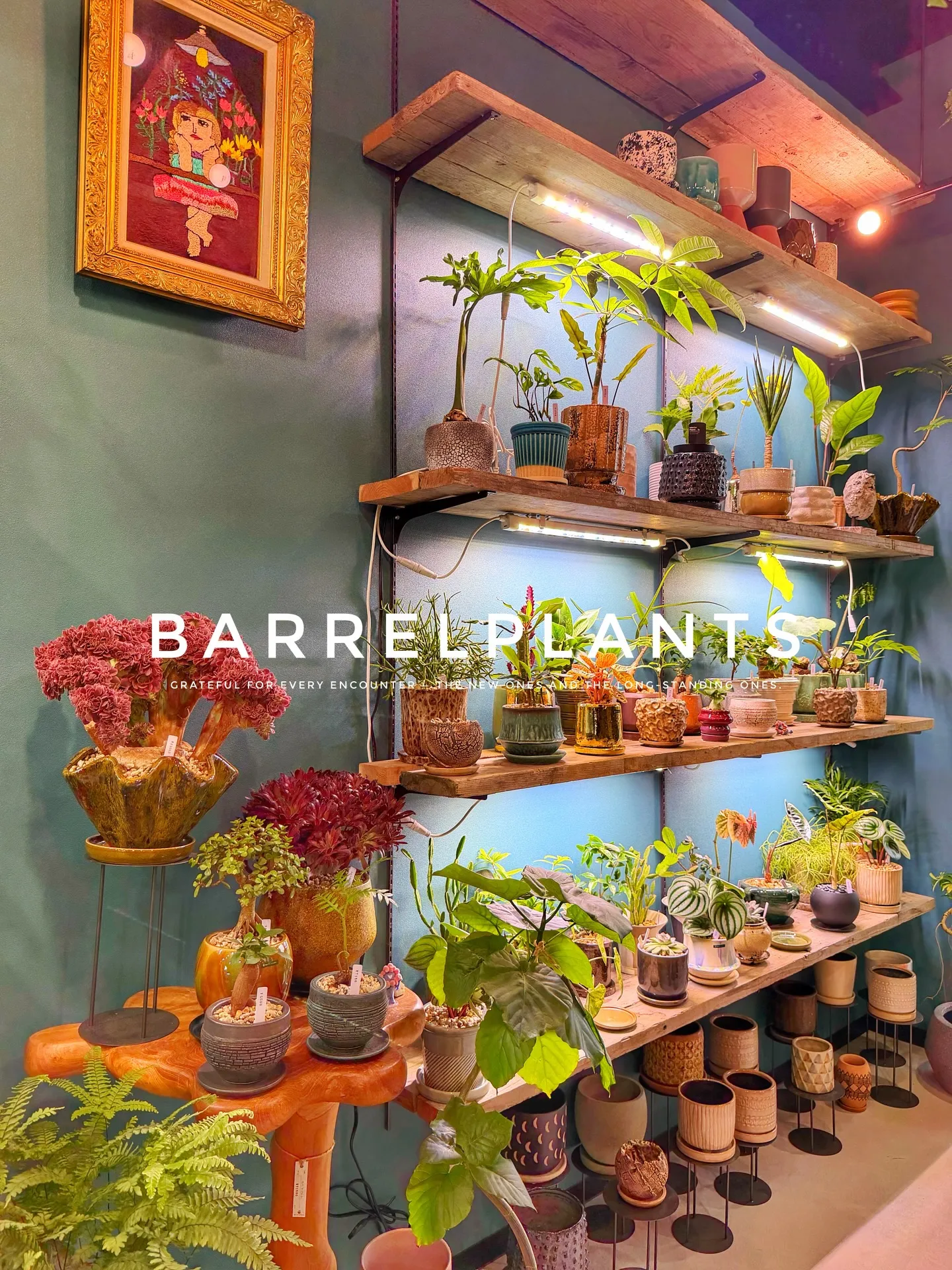 【こだわりの植物とこだわりの鉢のお店、barrelplant...
