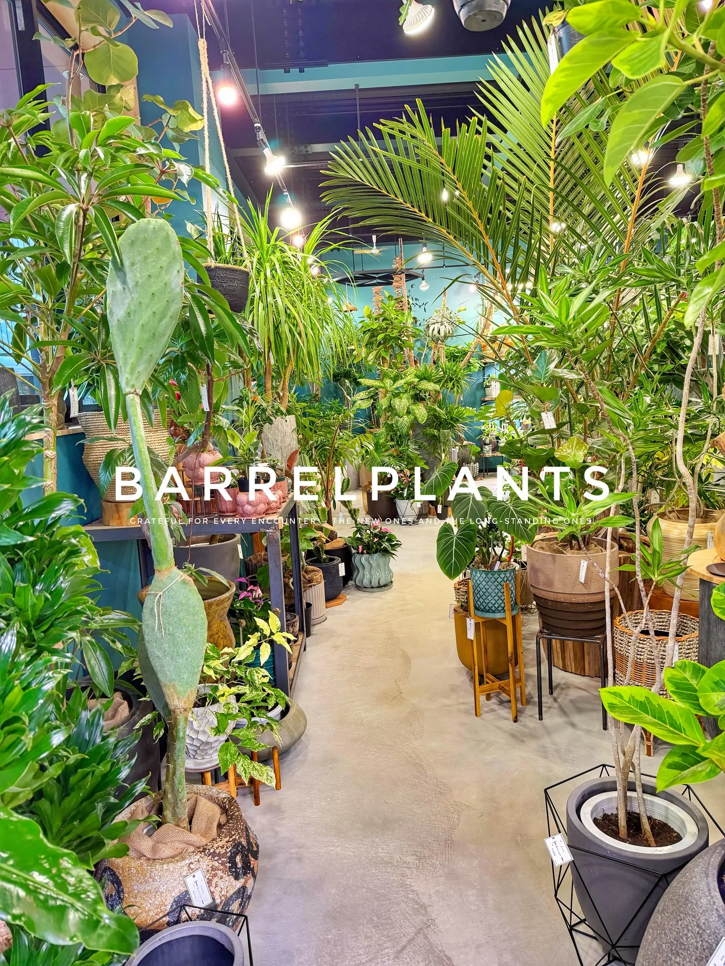 【こだわりの植物とこだわりの鉢のお店、barrelplant...